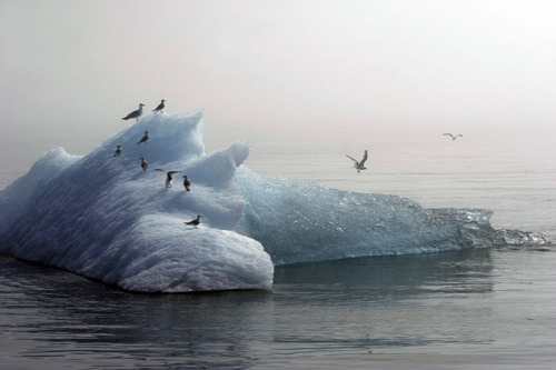 Cold home on the iceberg for the birds in Alaska; UA-92916515-1