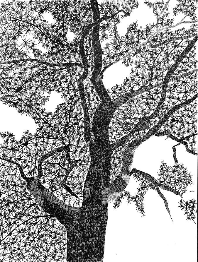Dessin d'arbres à l'encre/3