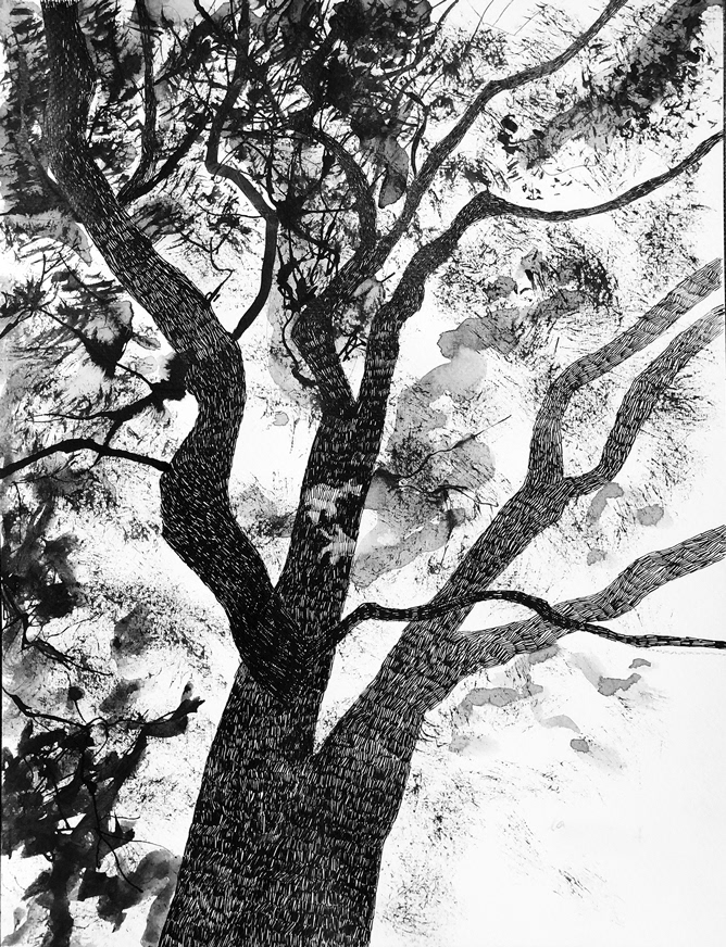 Dessin d'arbres à l'encre/5