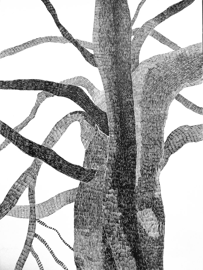 Dessin d'arbres à l'encre/1