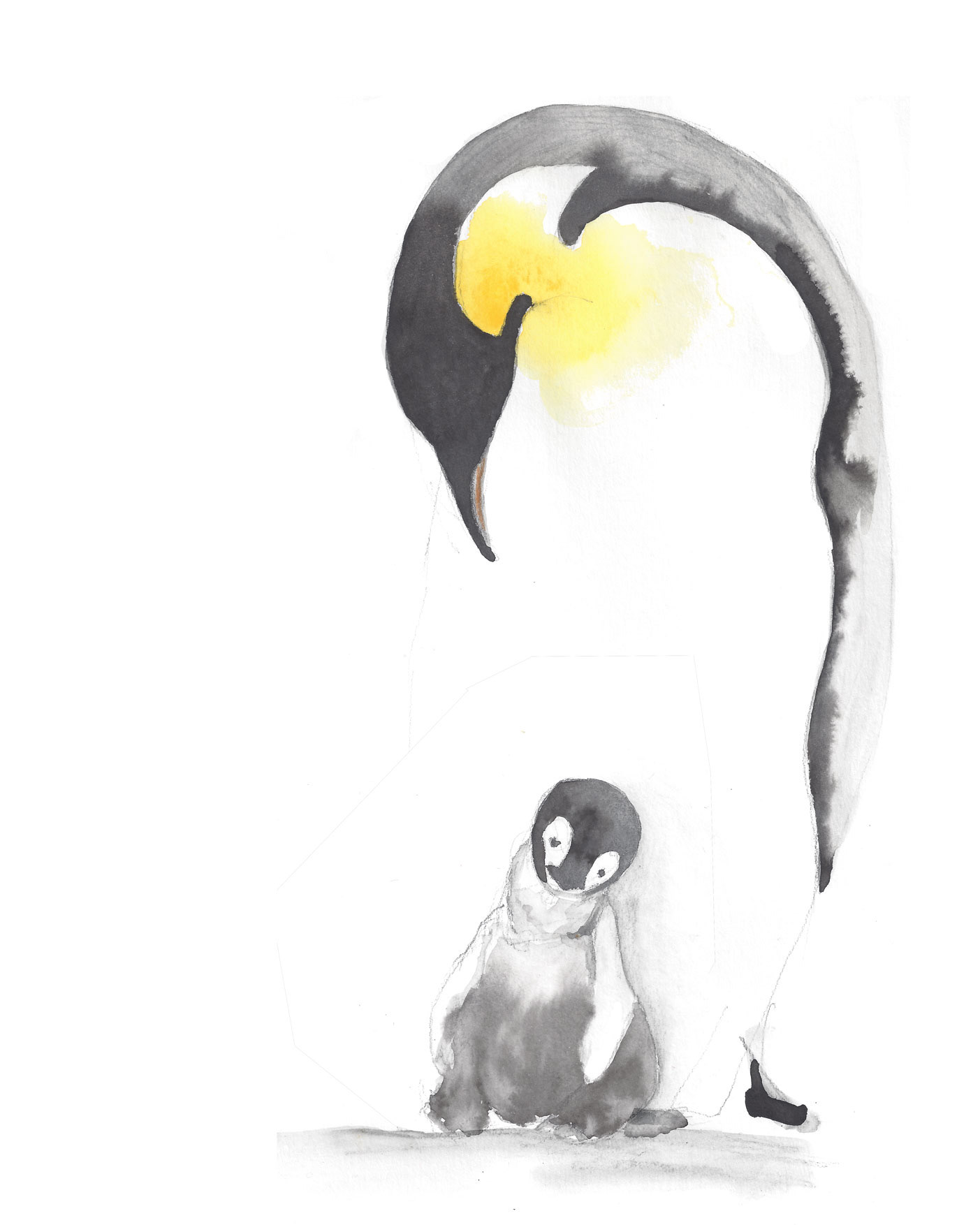 Carte postale pingouin