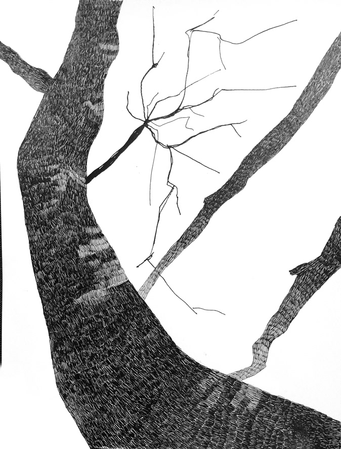 Dessin d'arbres à l'encre/2