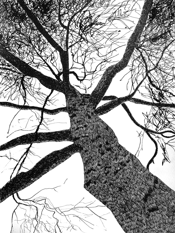 Dessin d'arbres à l'encre/4