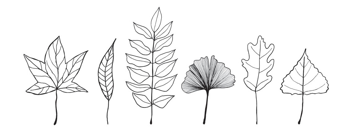 Dessins de feuilles pour le logo de l'association Permabondance