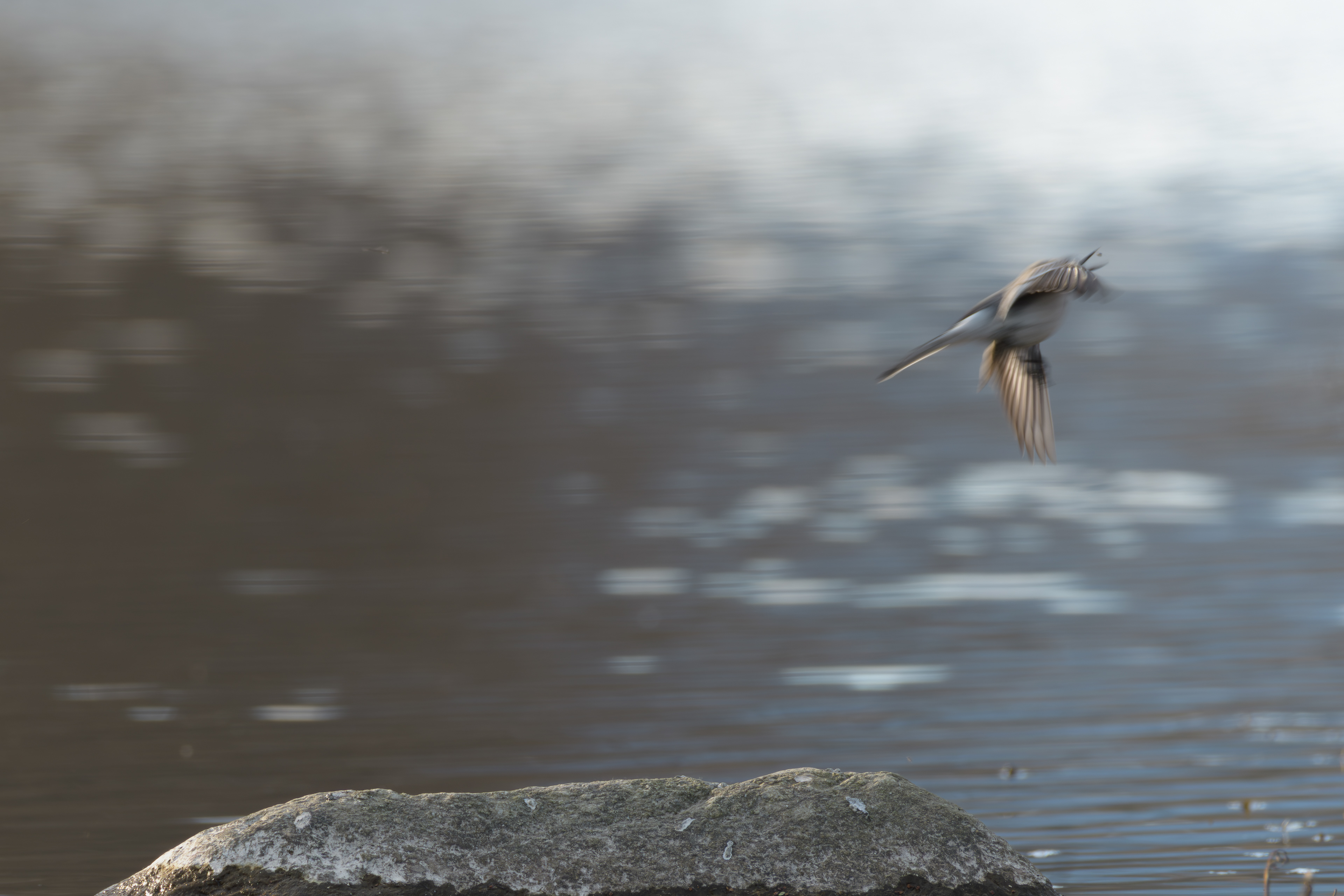 Bergeronnette grise, France