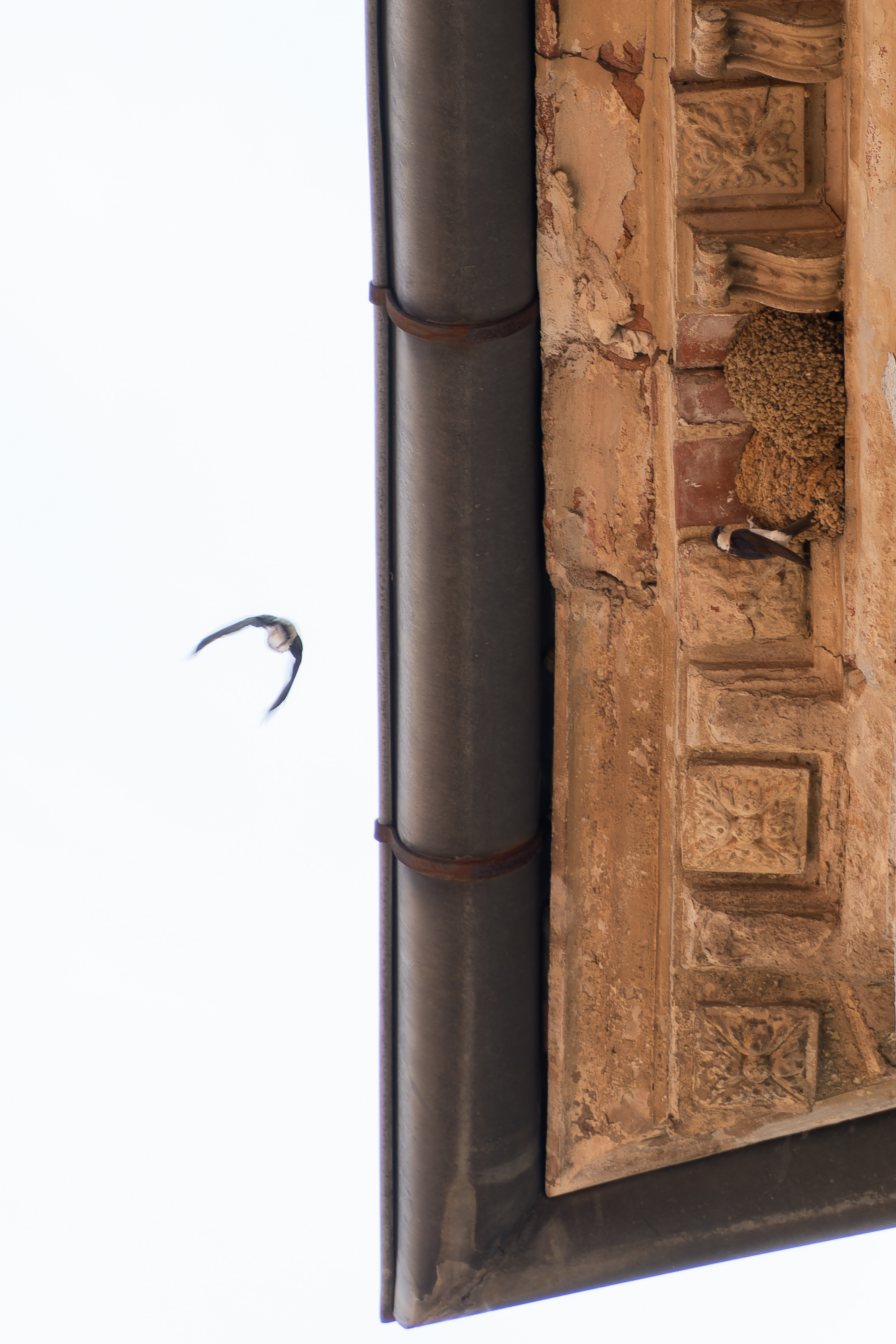 Hirondelle de fenêtre au départ du nid