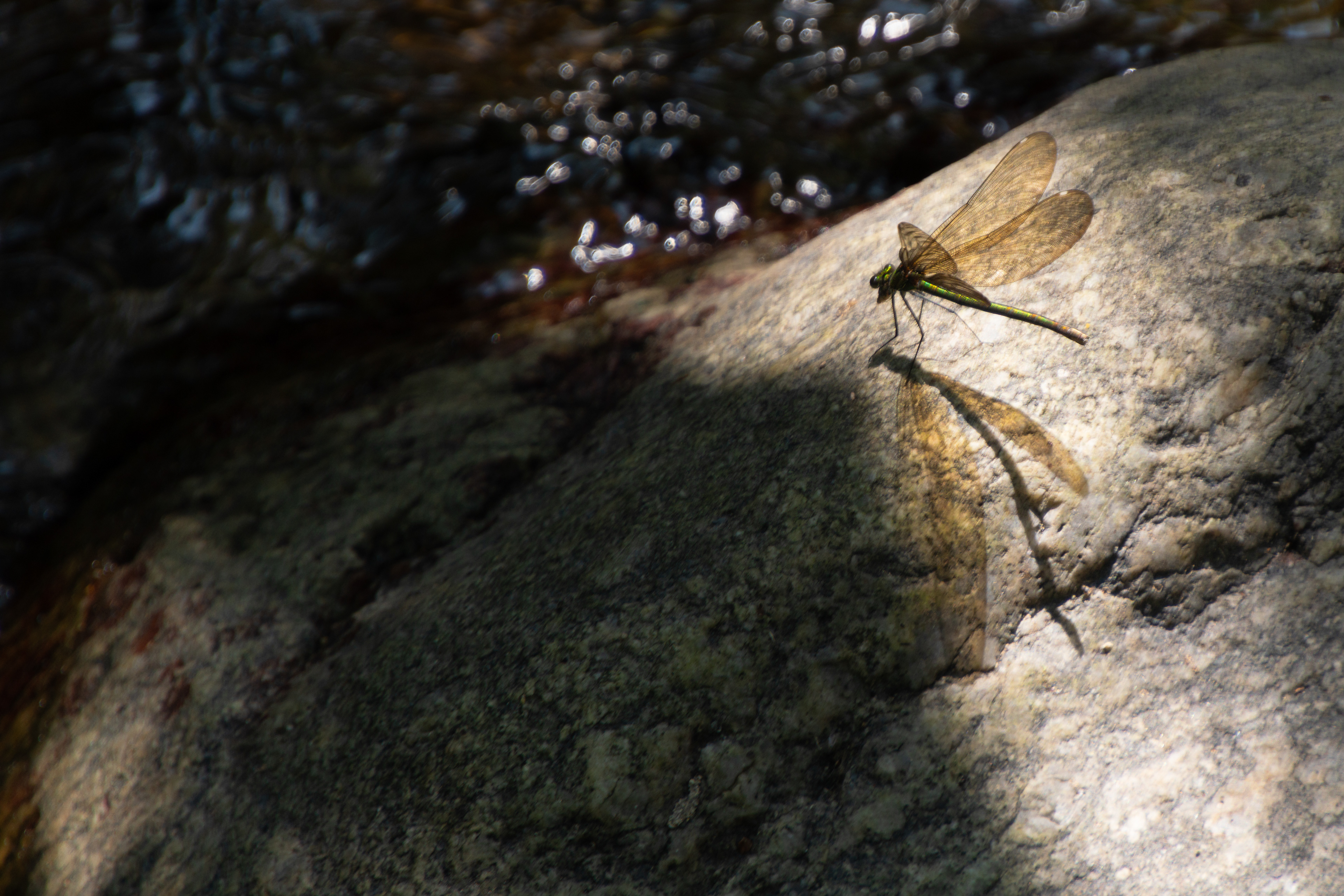 Calopteryx vierge, France