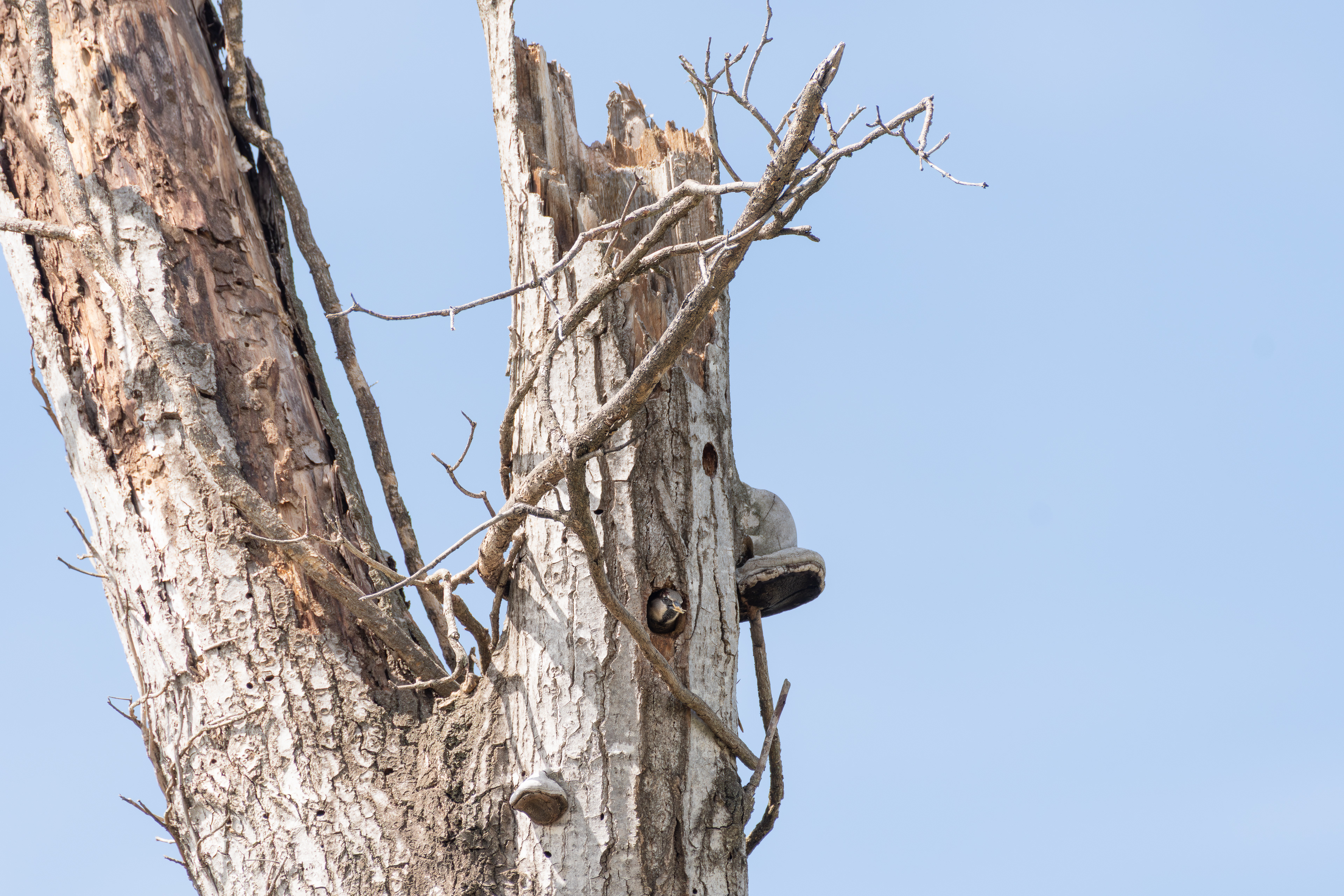 Moineau domestique, France