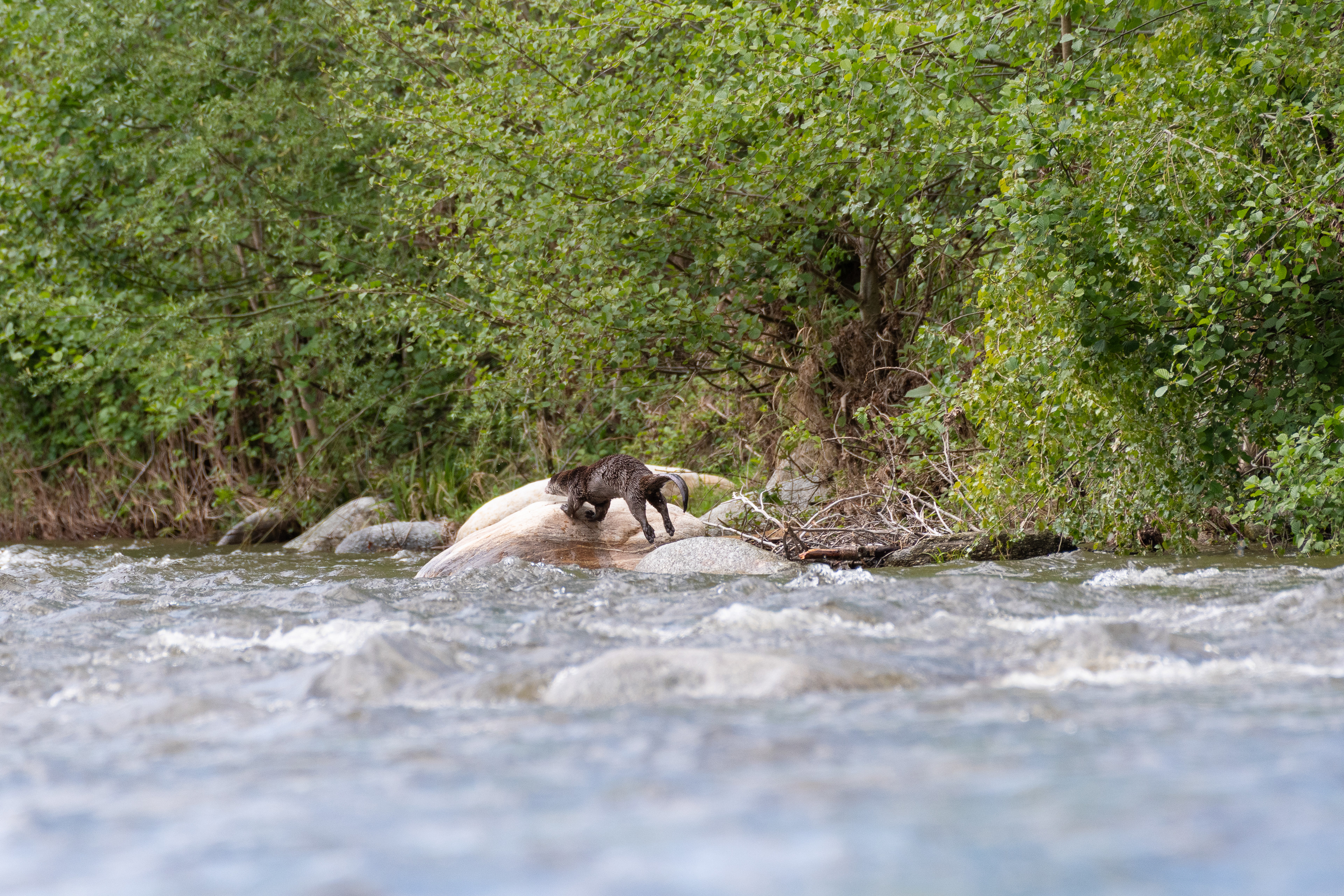 Loutre d'Europe, France