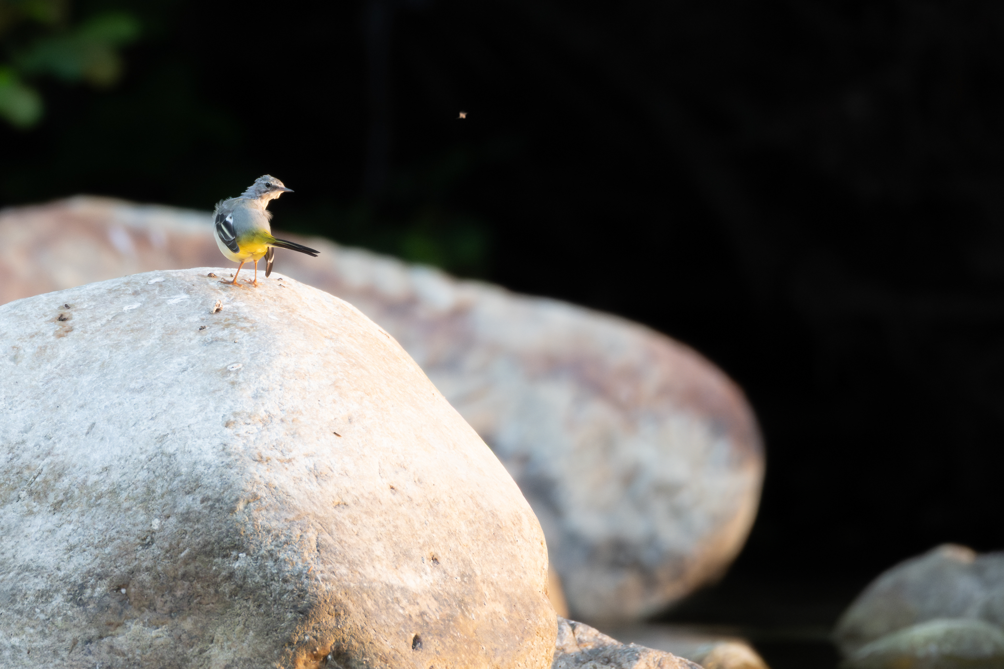 Bergeronnette des ruisseaux, France