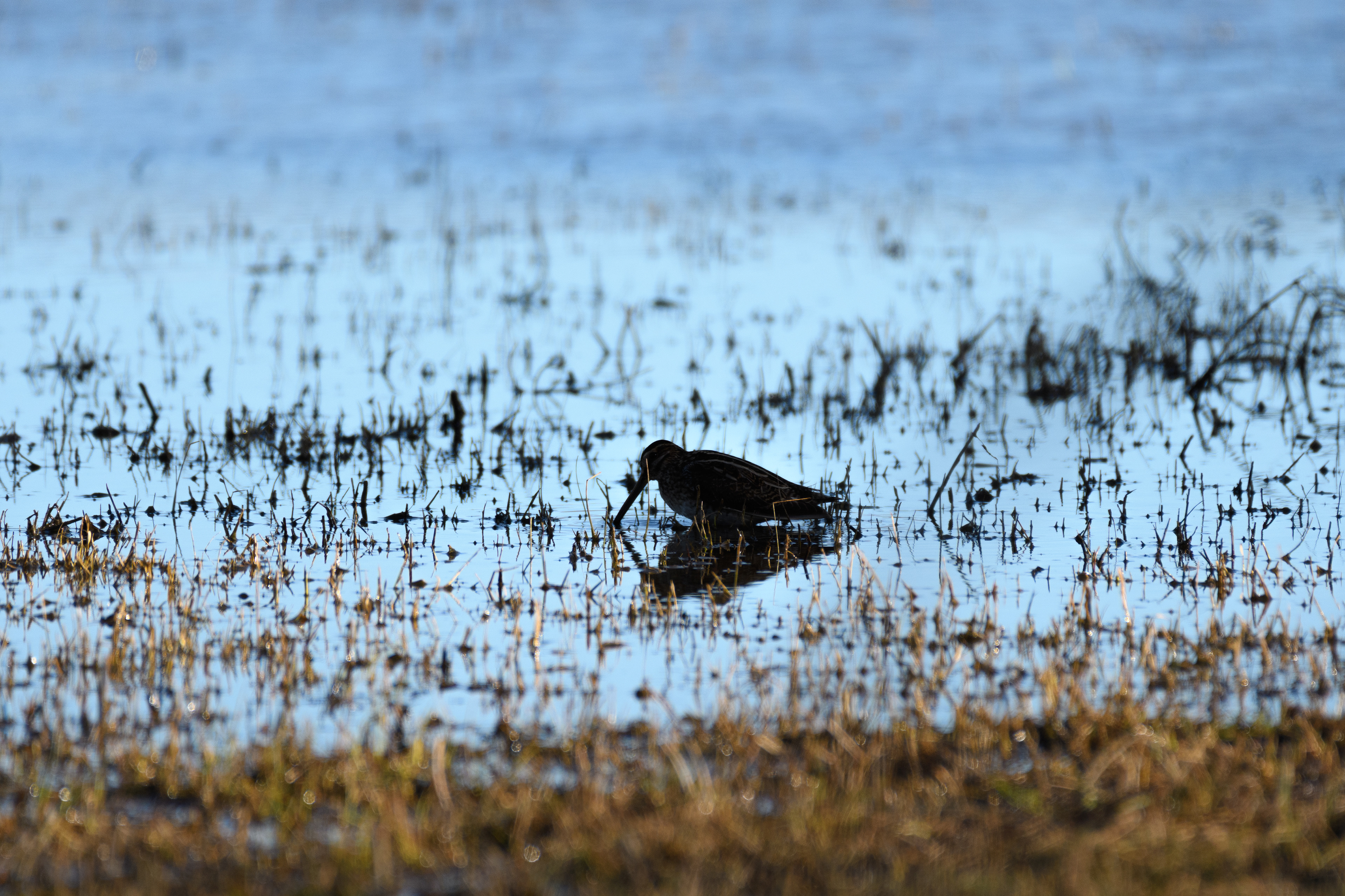 Reflet