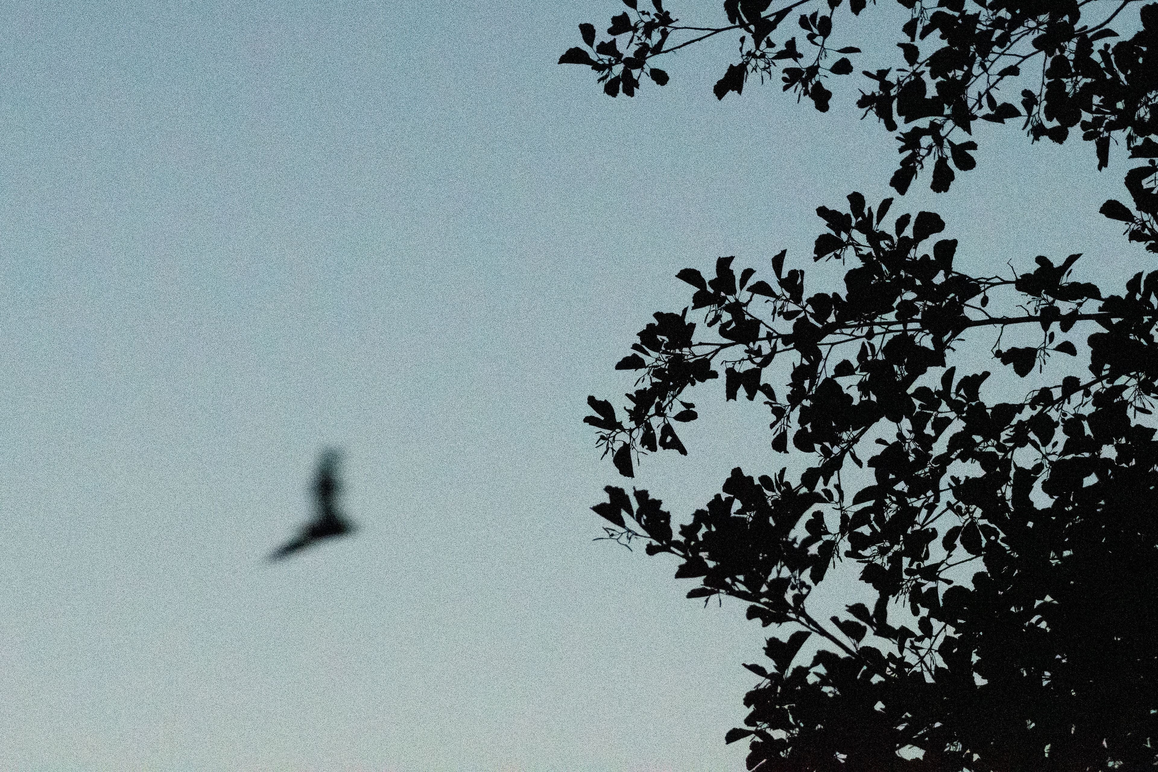 Chauve souris, France