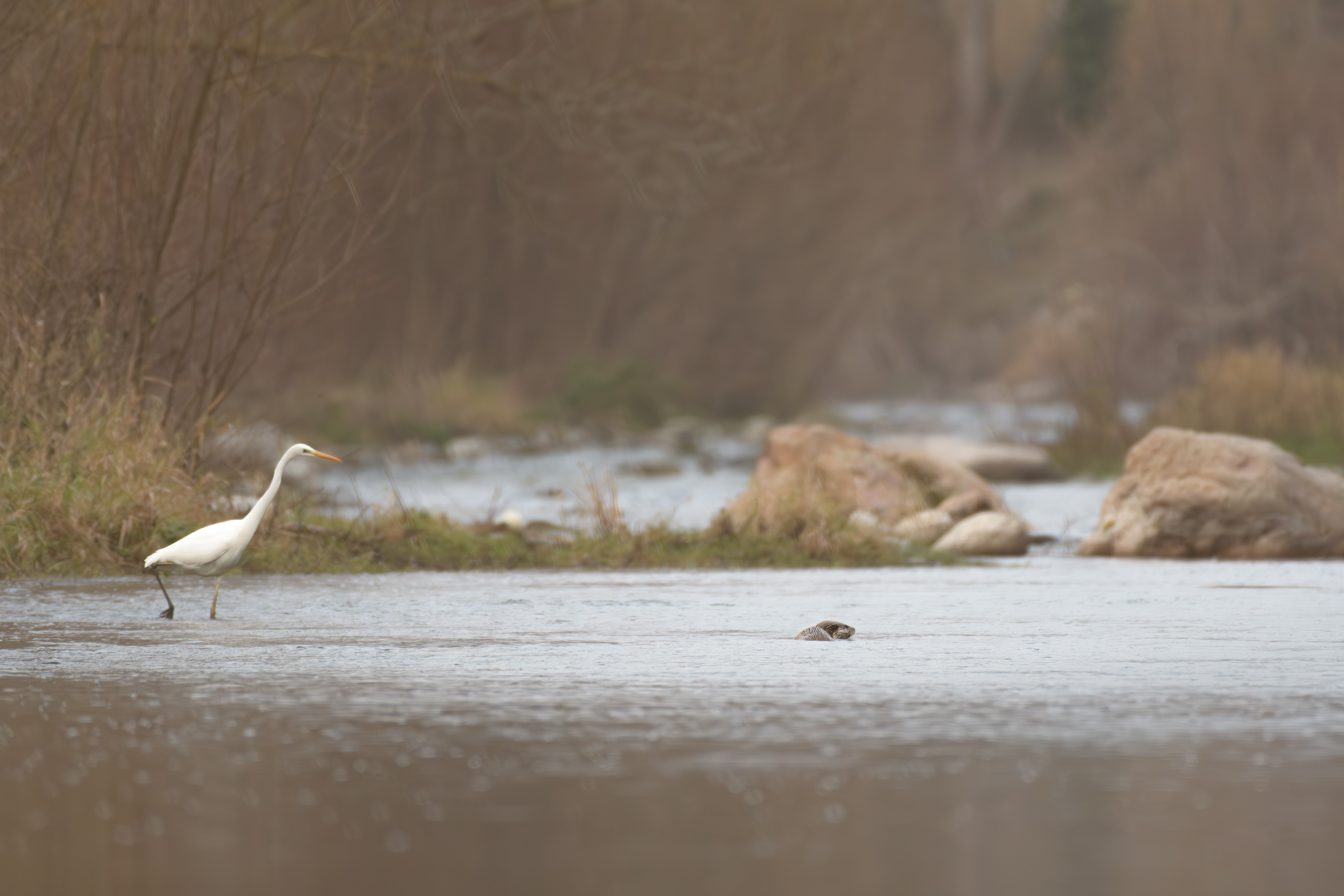 Grande aigrette & Loutre d'Europe, France