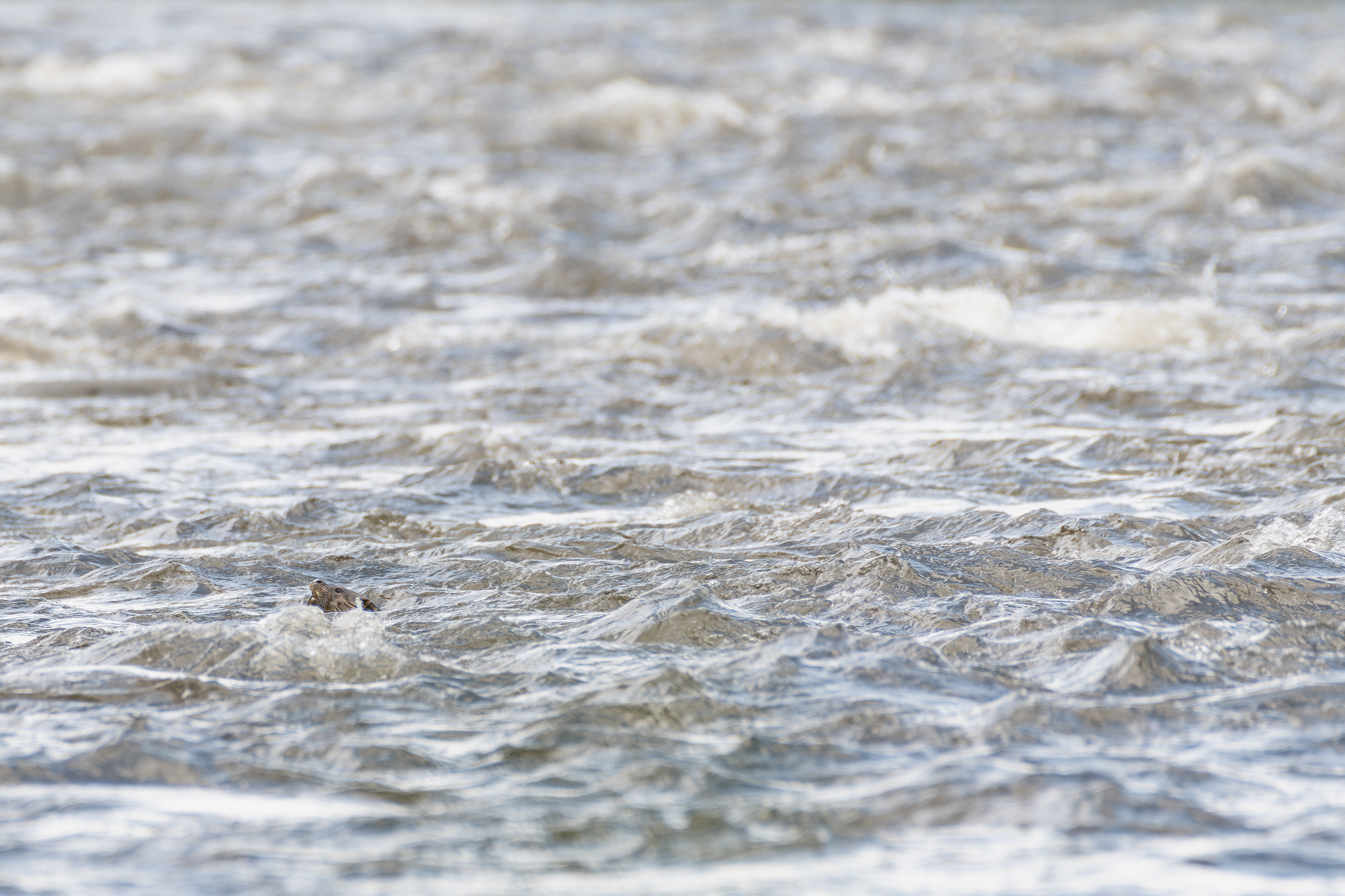 Loutre d'Europe, France