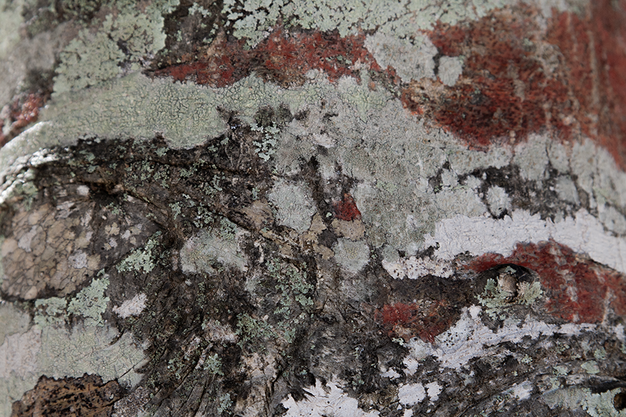 “The Bark” – Digital Photography I