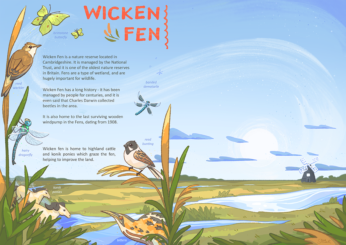 2025 - Double page editorial spread about the nature and animals of Wicken Fen (Personal project)
