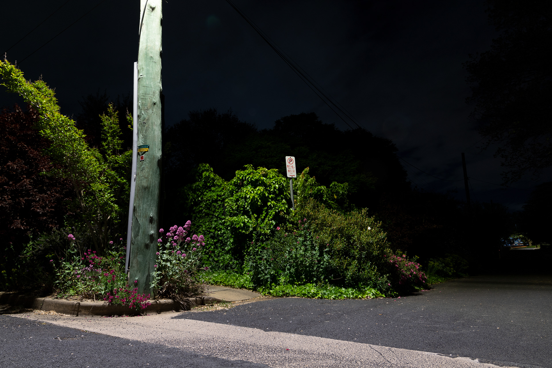 a photo at night of an overgrown part of church lane with a no parking sign