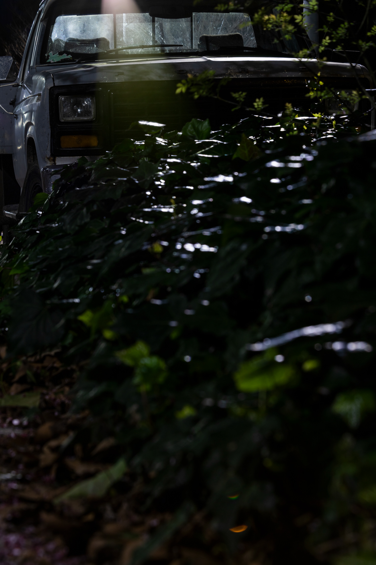 night photo of a car and bushes