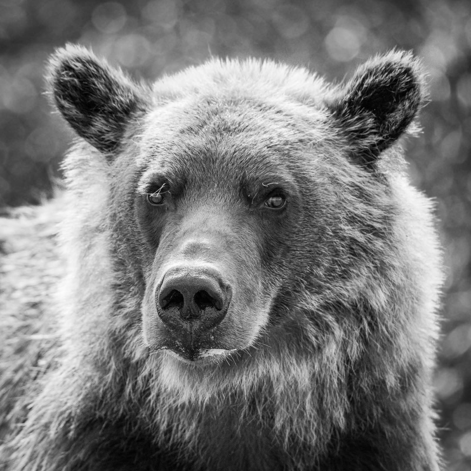 brown bear in black and white