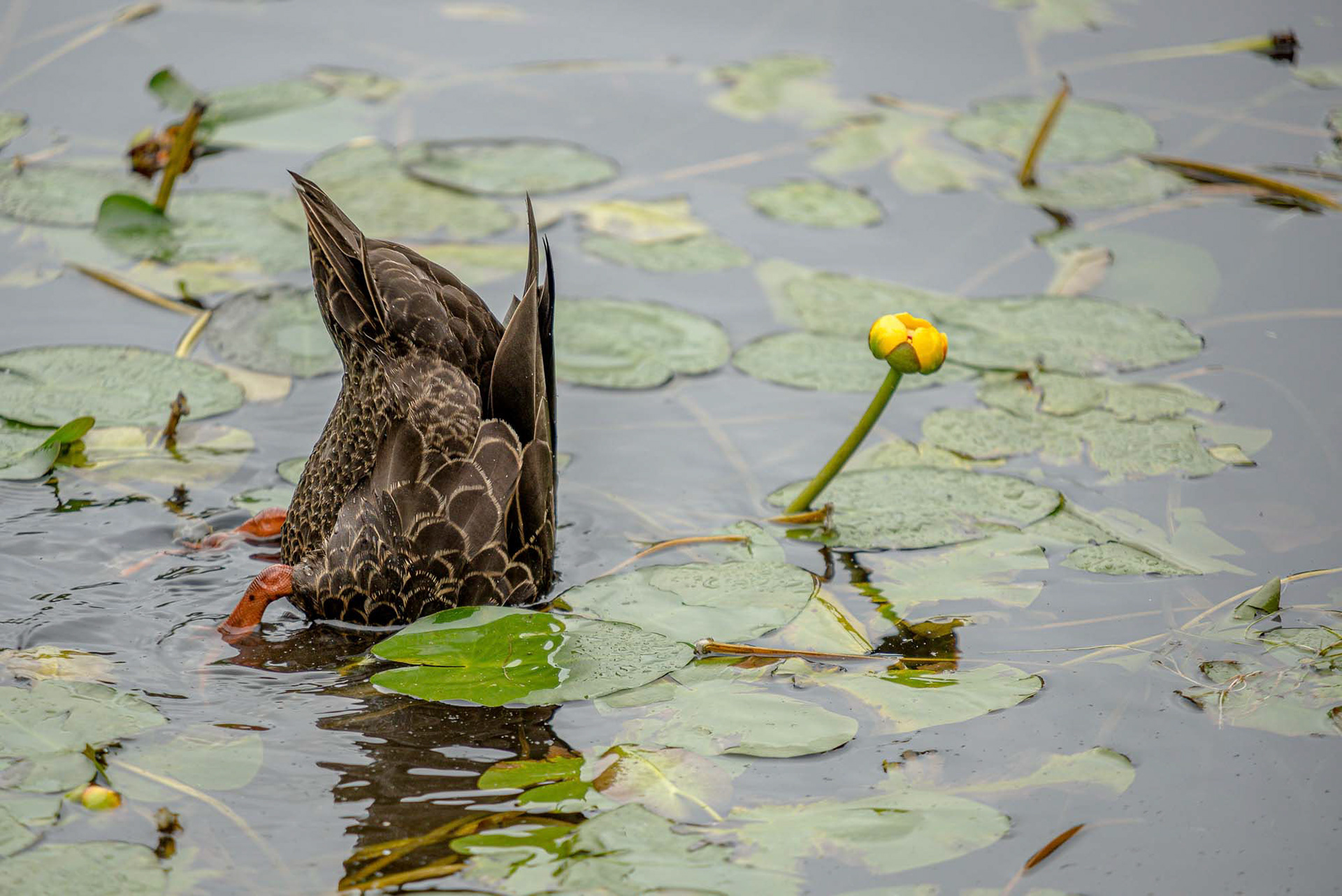 ducksy daisy