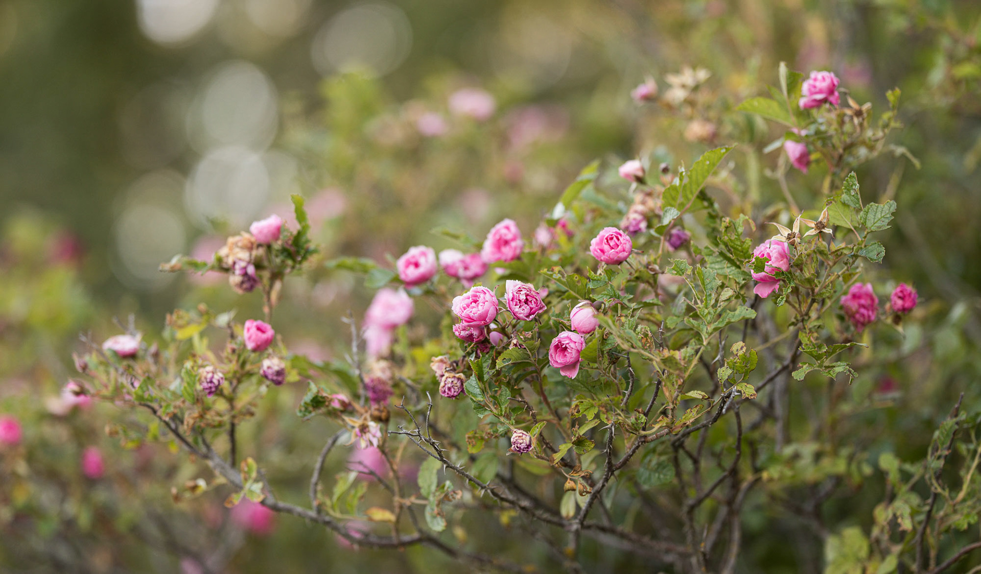 Dream of Roses