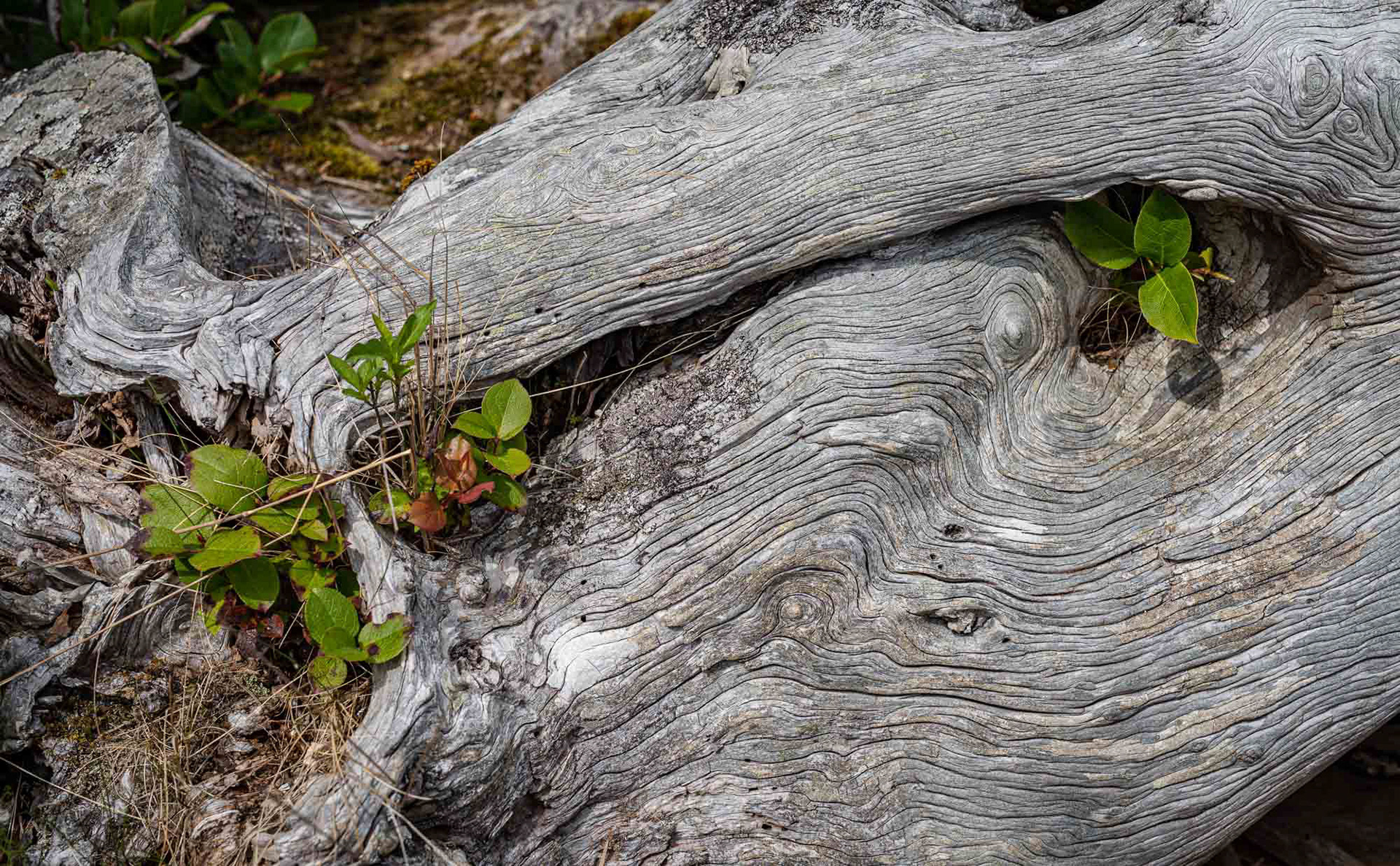 cradled growth