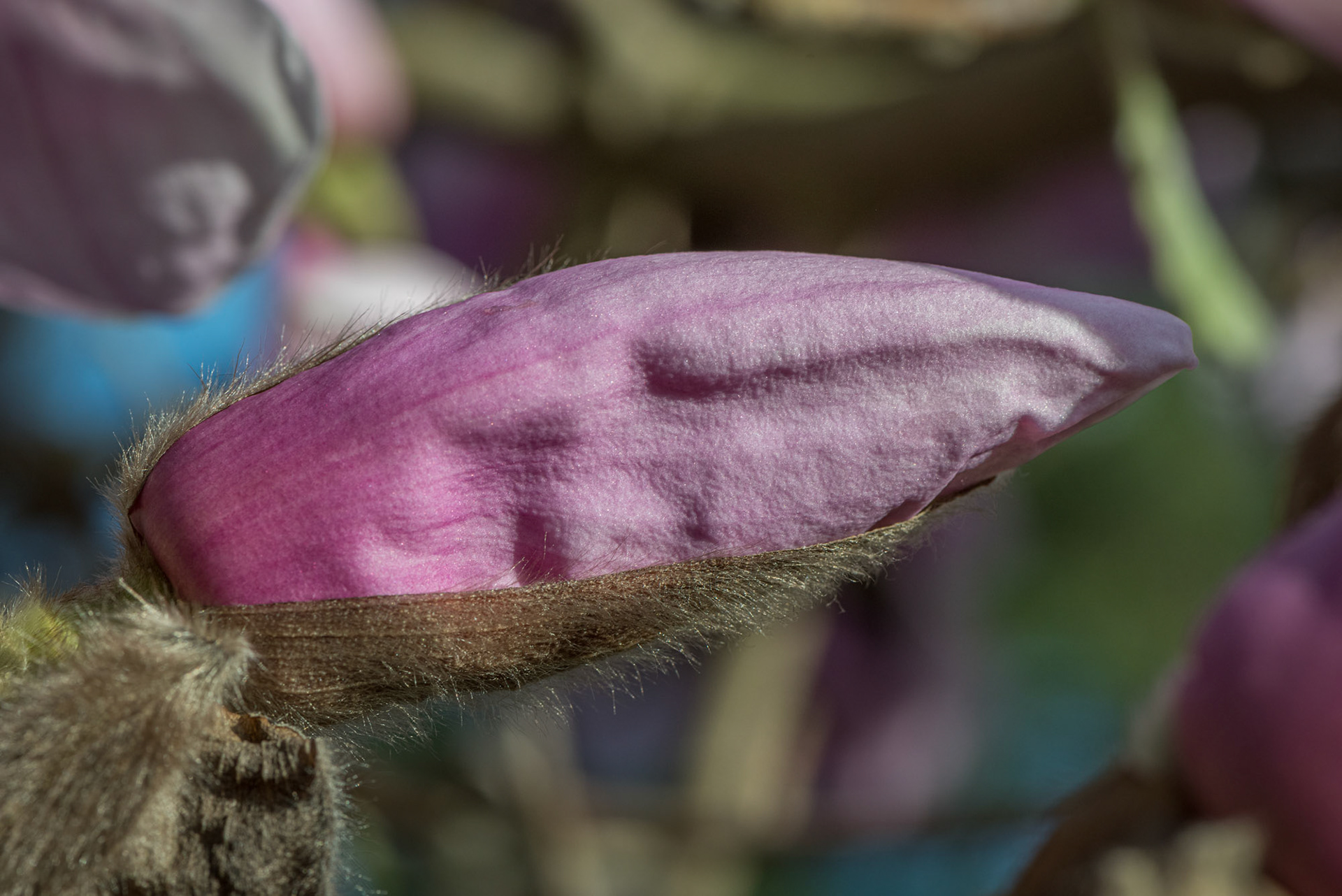magnolia