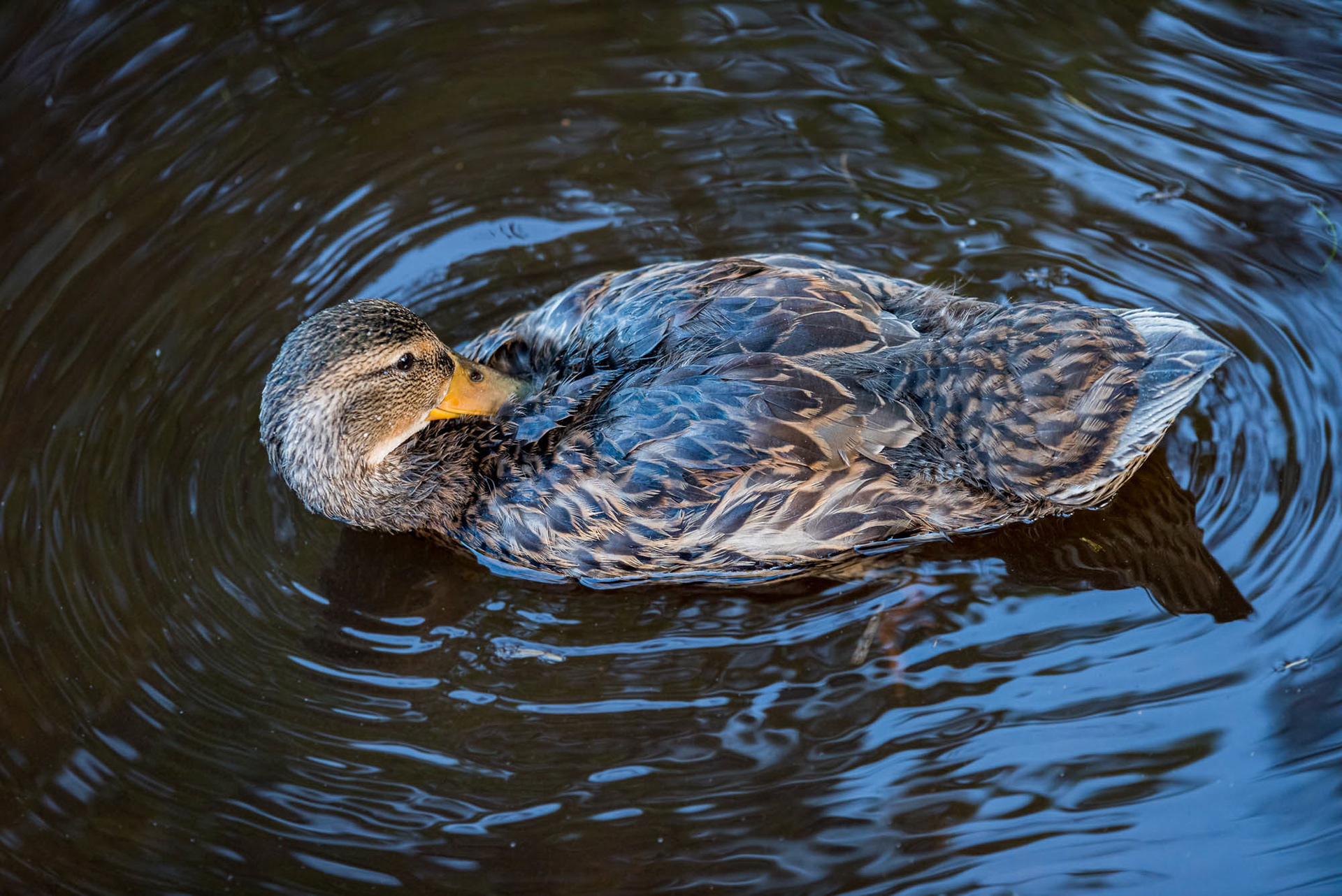tucked in duck
