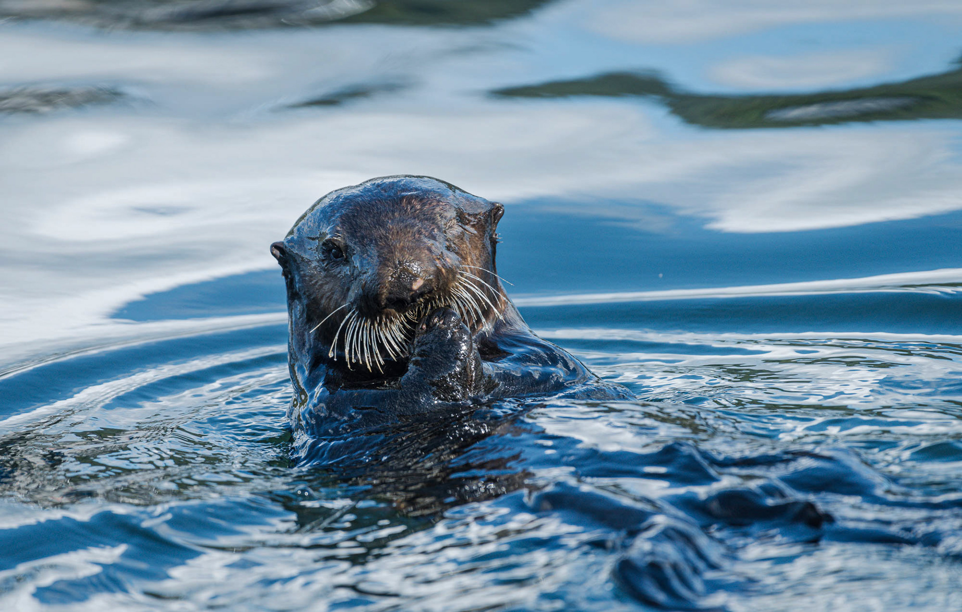 otter have a snack