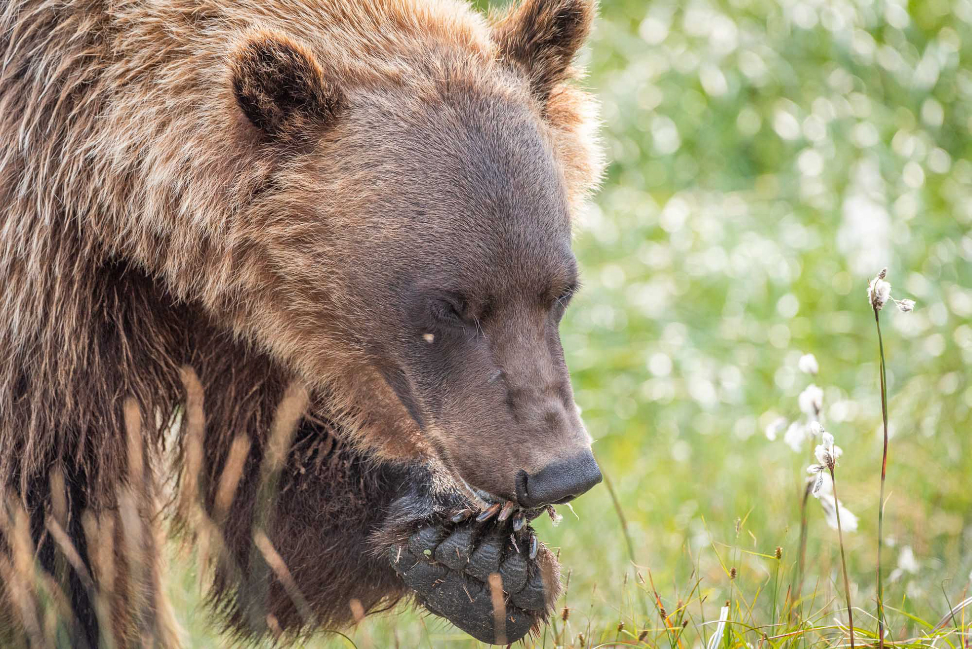business end of a bear