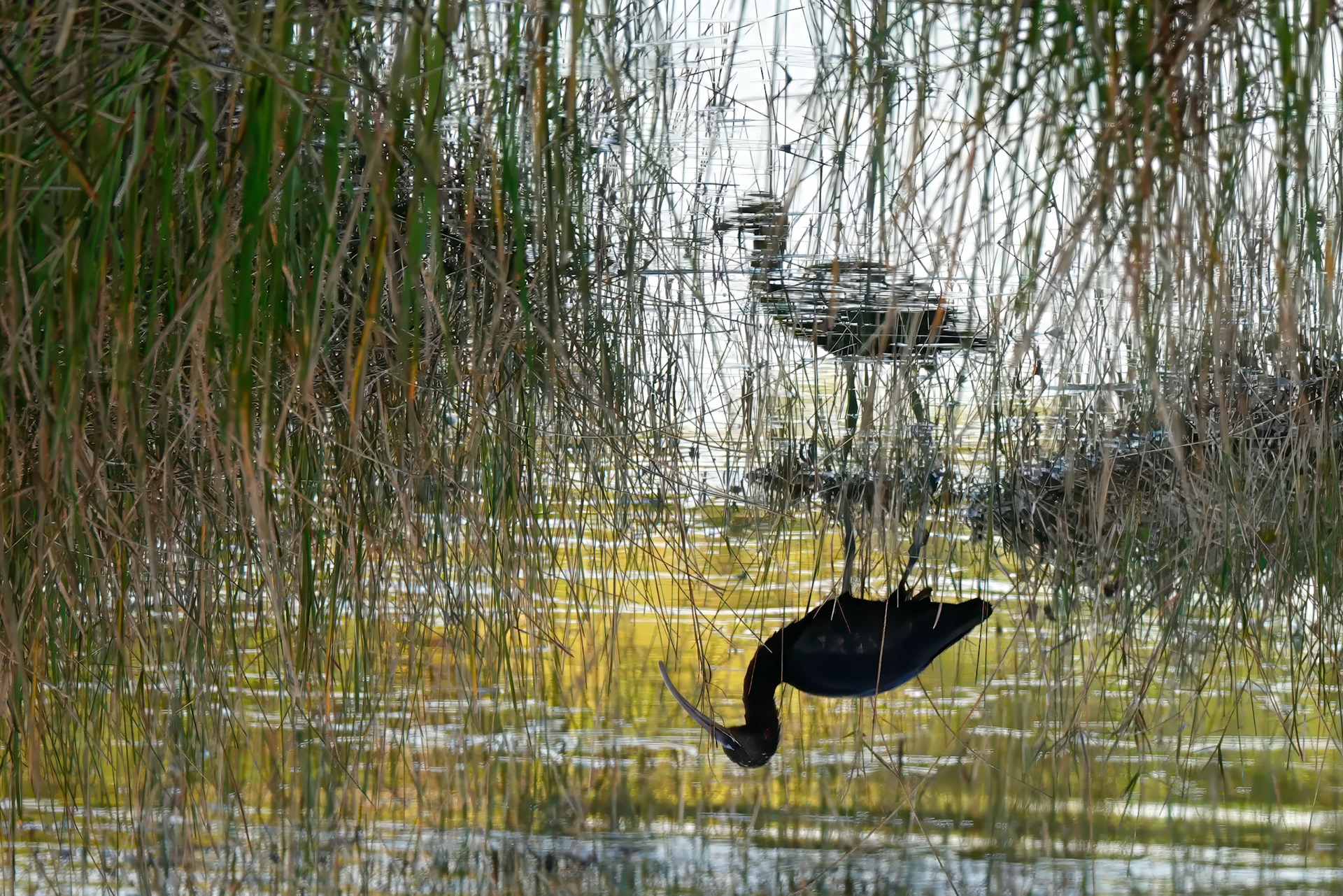 Glossy Ibis