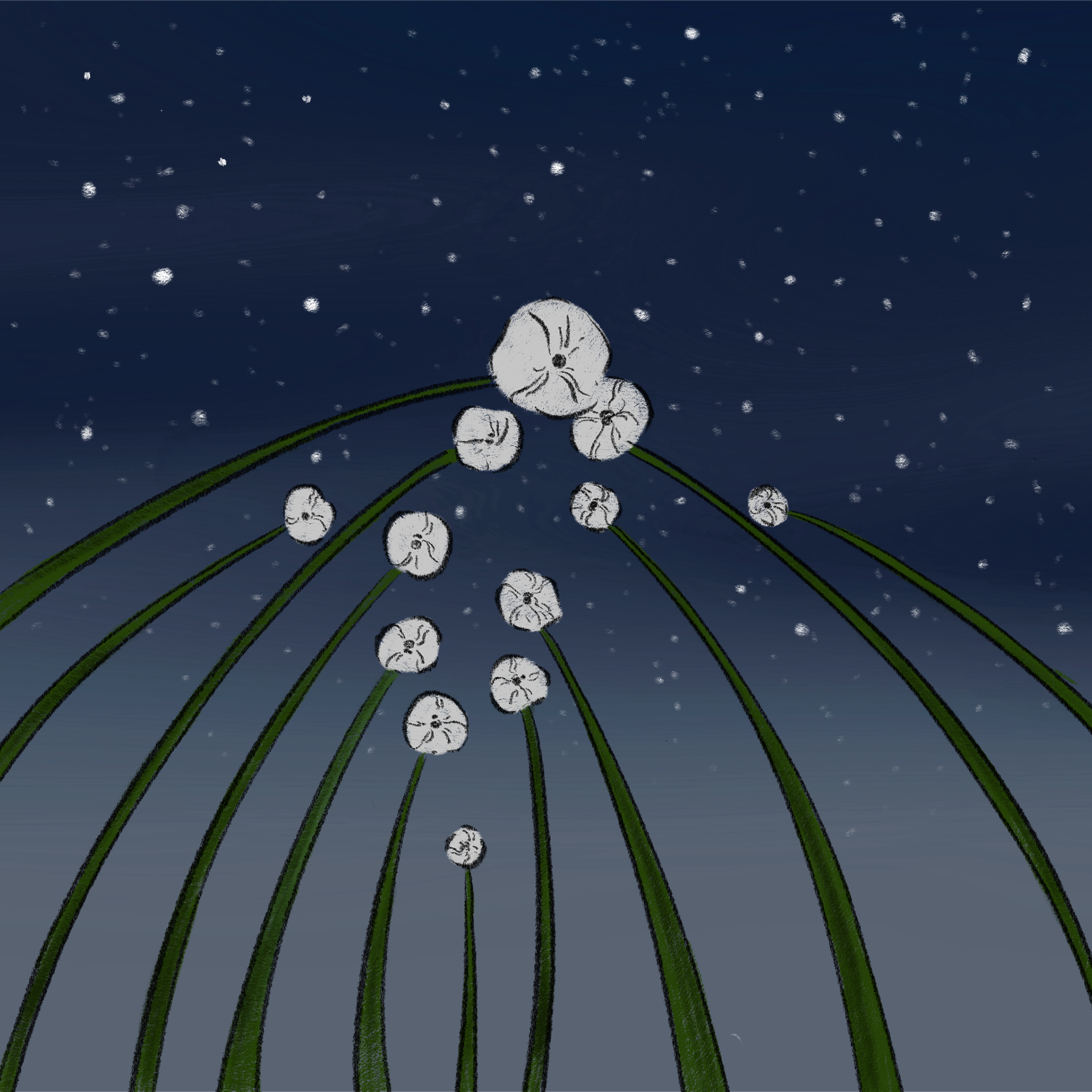 Dandelion