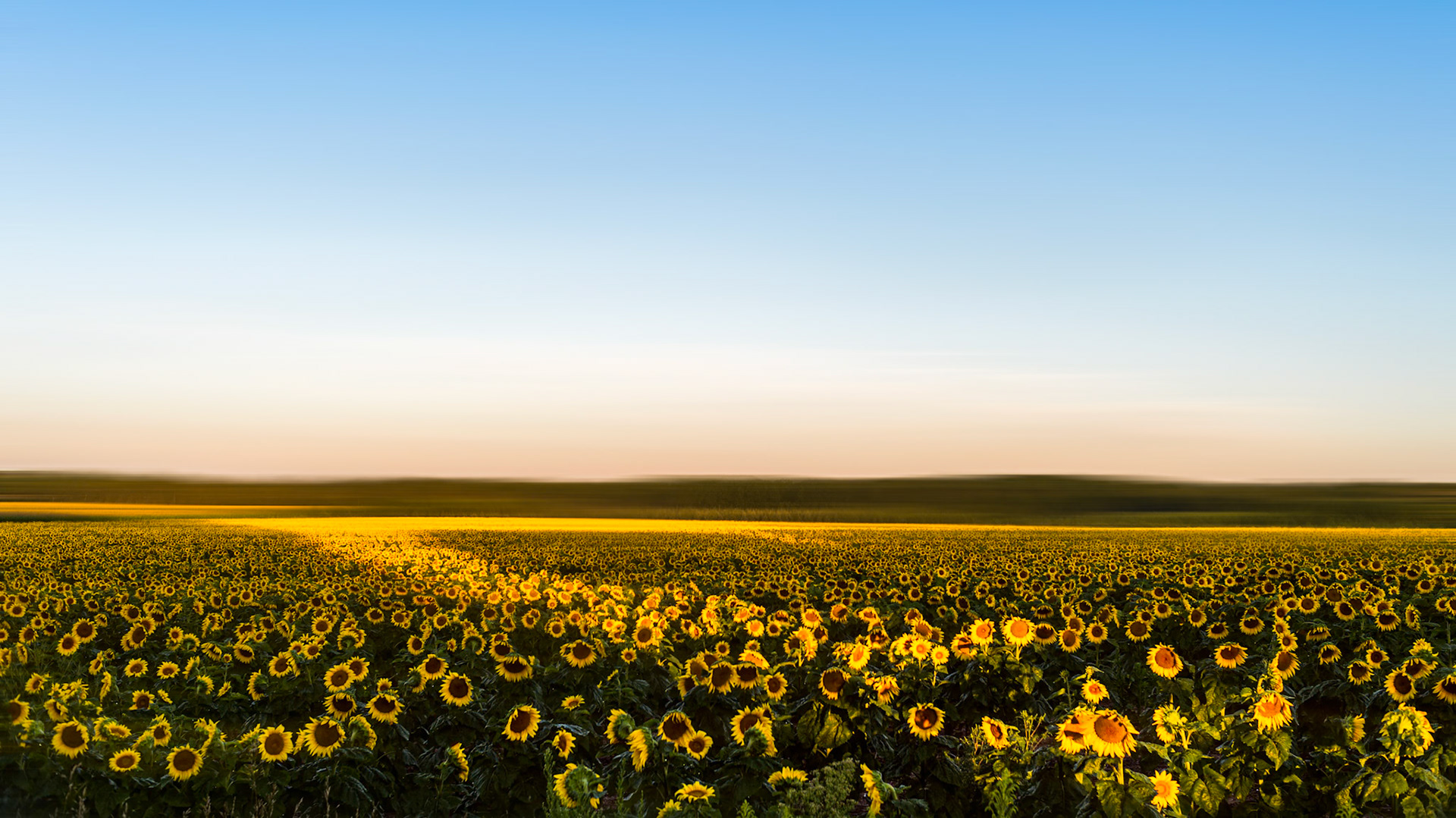 Wisconsin sunflowers, motion blur, 16:9