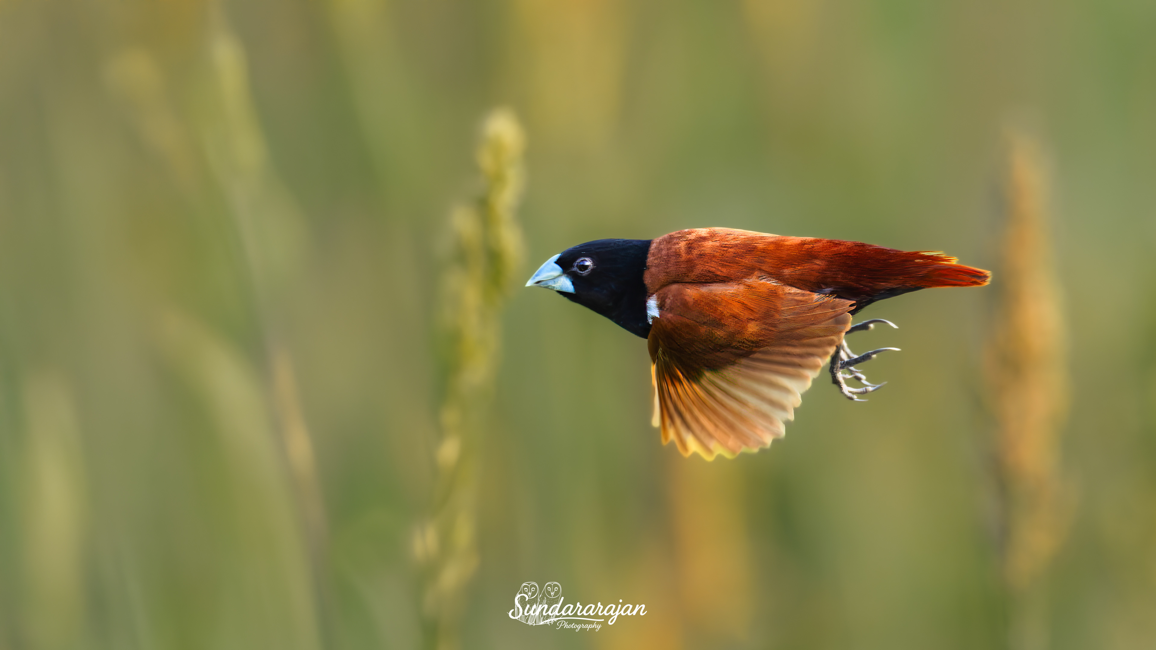 Side-on photo of a Tricoloured Munia in fast flight, black hood, chestnut body, pale bill, white belly panel, crossing a smooth green background of out-of-focus corn stalks