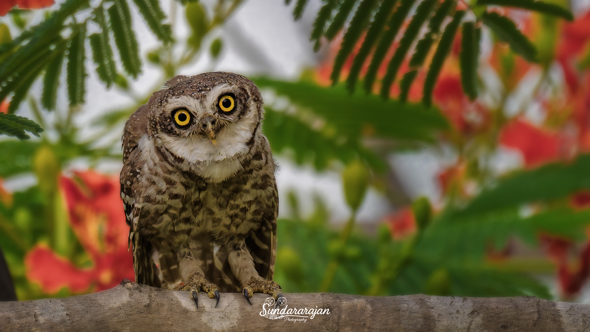 A Spotted Owlet (เฎชเฏเฎณเฏเฎณเฎฟ เฎเฎจเฏเฎคเฏ) perches on a branch, facing the camera with a slight head tilt; bright yellow eyes and white brows stand out. The background is a soft bokeh of green leaves with vivid scarlet Flame-tree blossoms. Evening light, shallow depth of field; photographer watermark at the lower center.