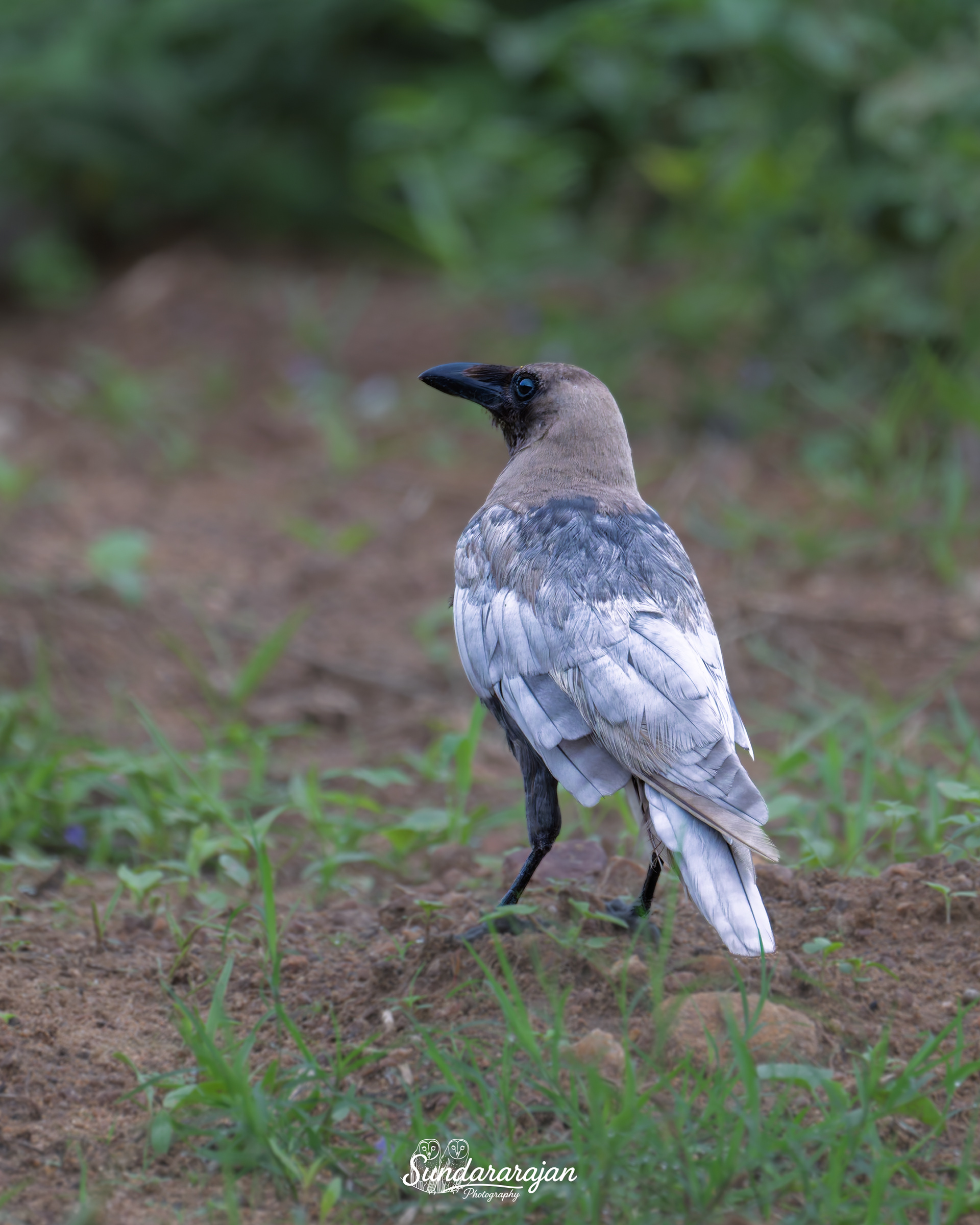 A House Crow with unusually pale, patchy plumage perched in soft, overcast lightโshowing leucism while nearby crows appear normal