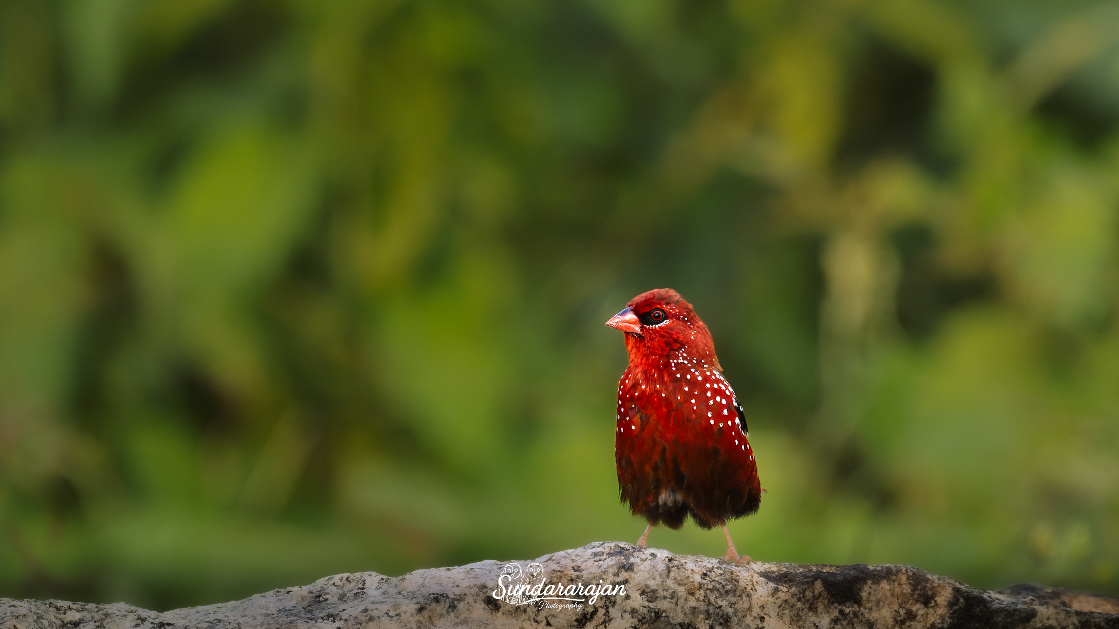 Male Strawberry Finch (bright red with white spots, red bill) standing alert on a small rock in open grassland at Vellore, late afternoon light.