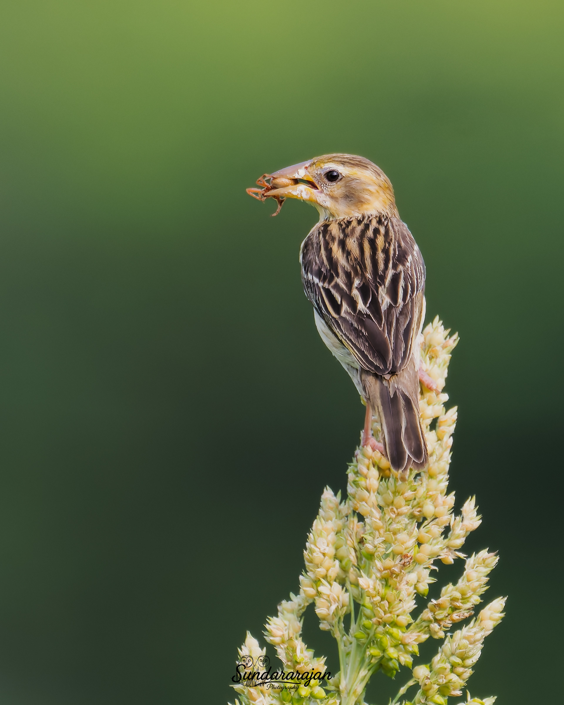 Female Baya Weaver perched atop a crop head, side profile, holding an insect in the bill against a smooth green background.