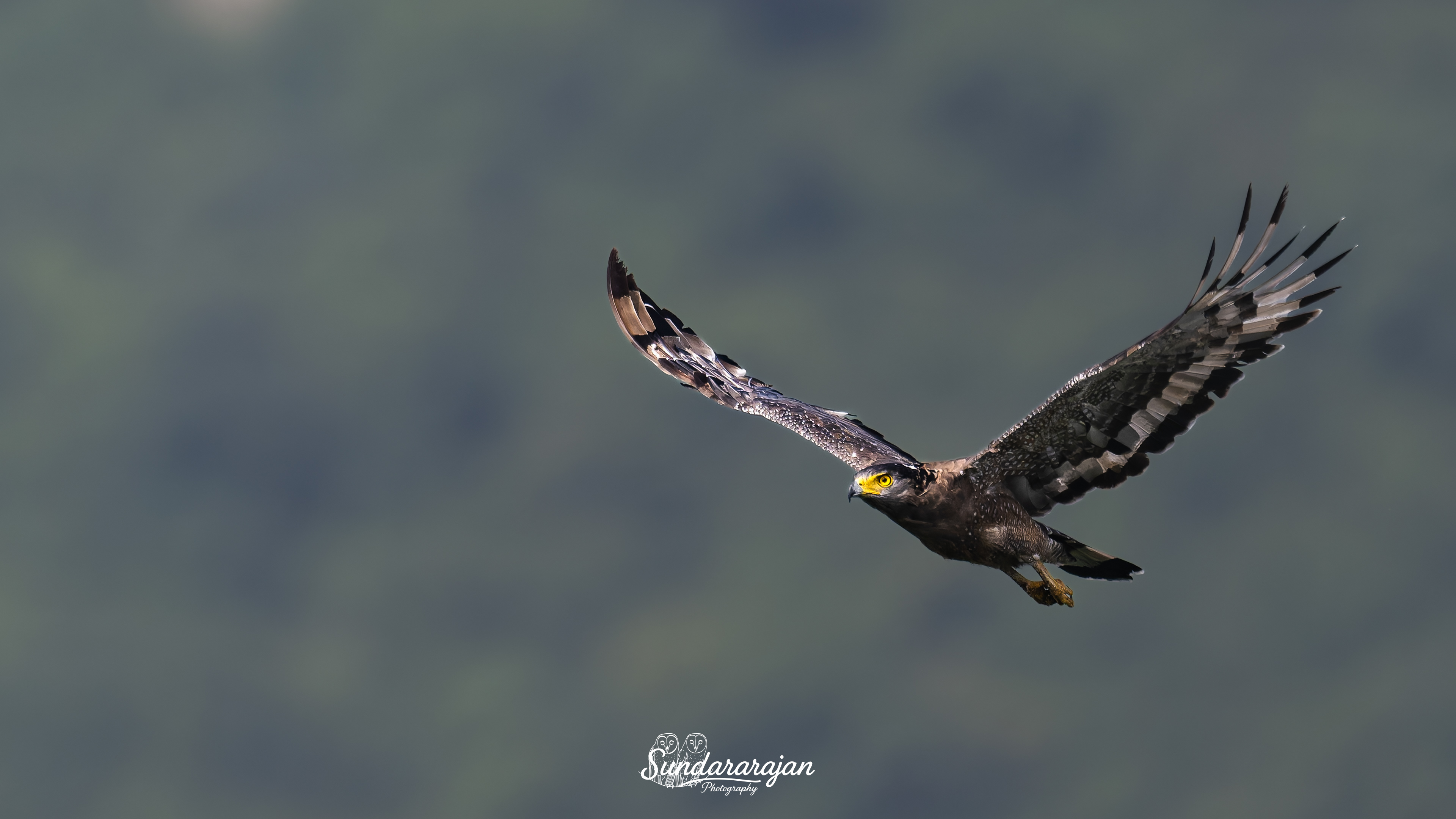 Crested Serpent Eagle soaring above farmlands in morning light, broad wings spread, yellow face visible, photographed in Vellore, India