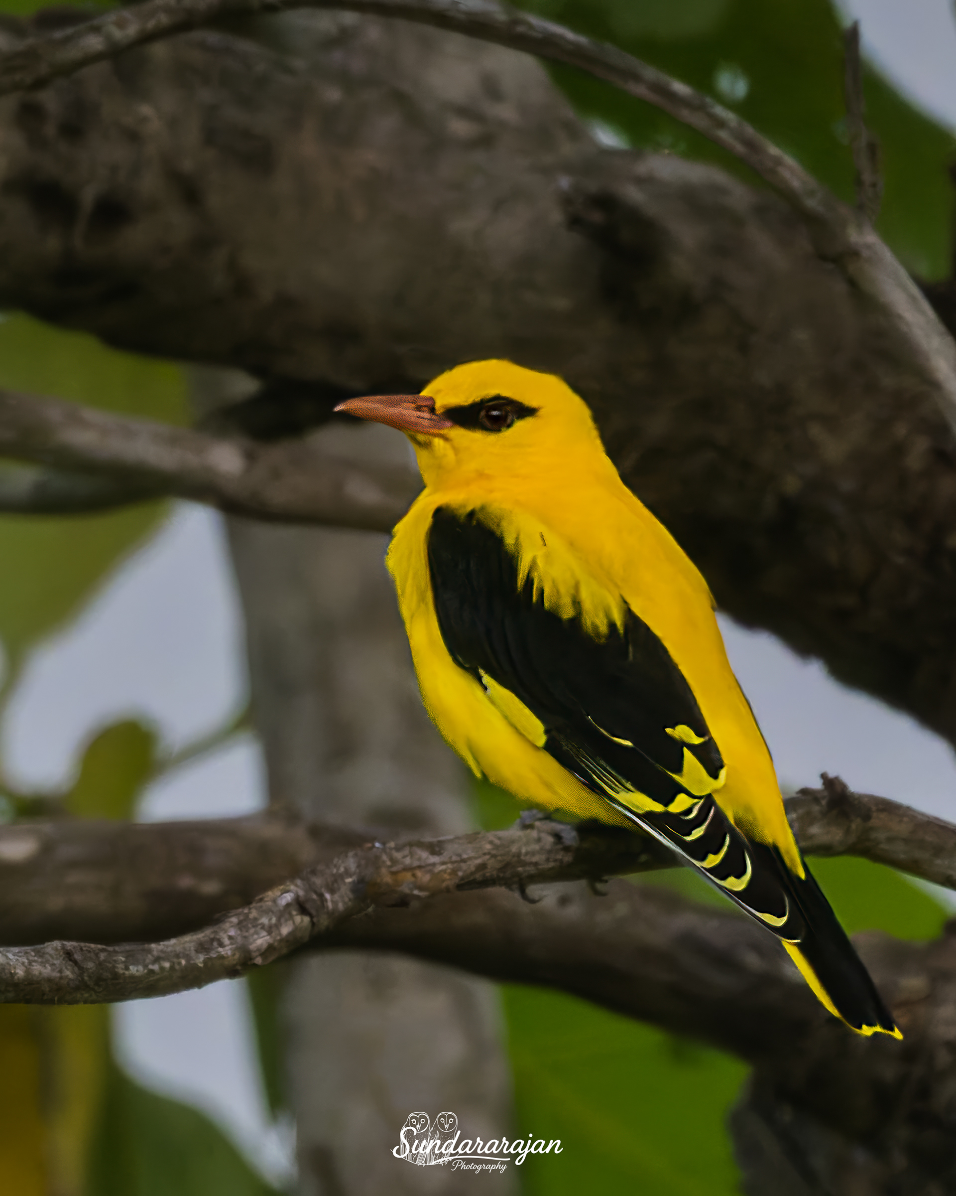 Indian Golden Oriole male perched in dim evening light at Vellore; bright yellow body with black eye-stripe and black wings, photographed by R N Sundara Rajan.