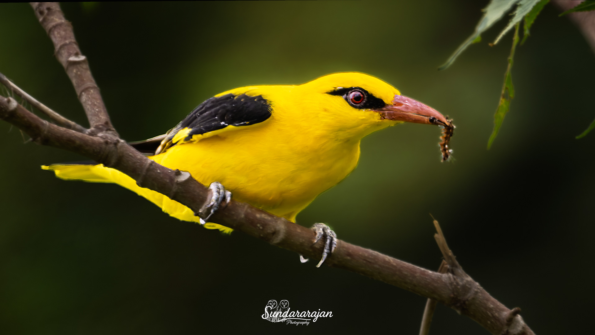 Male Indian Golden Oriole on a branch, bright yellow body and black wings, holding a dangling caterpillar in its pinkish bill, green blur behind.