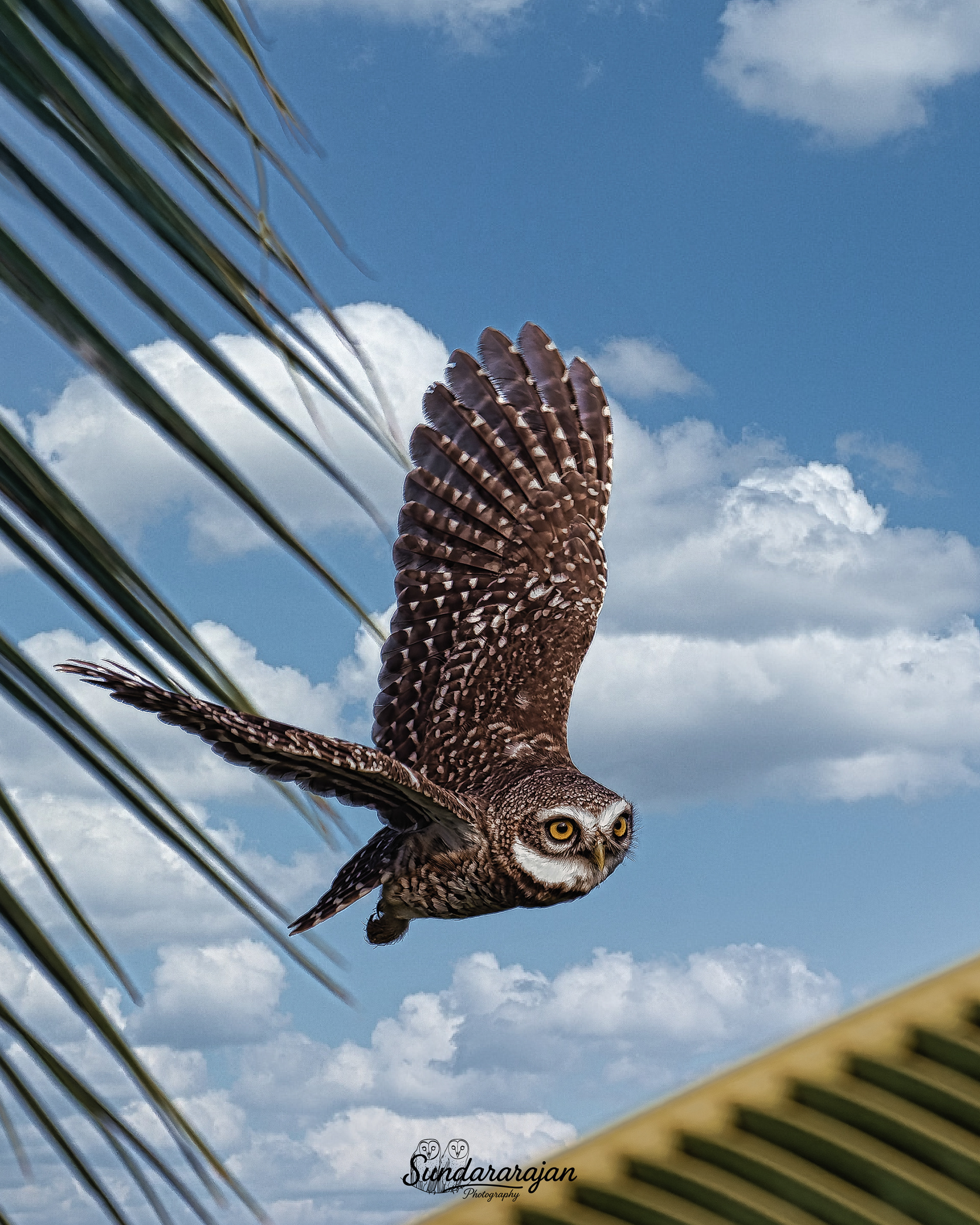 Spotted Owlet launching from a coconut frond against blue sky and clouds at Vellore.