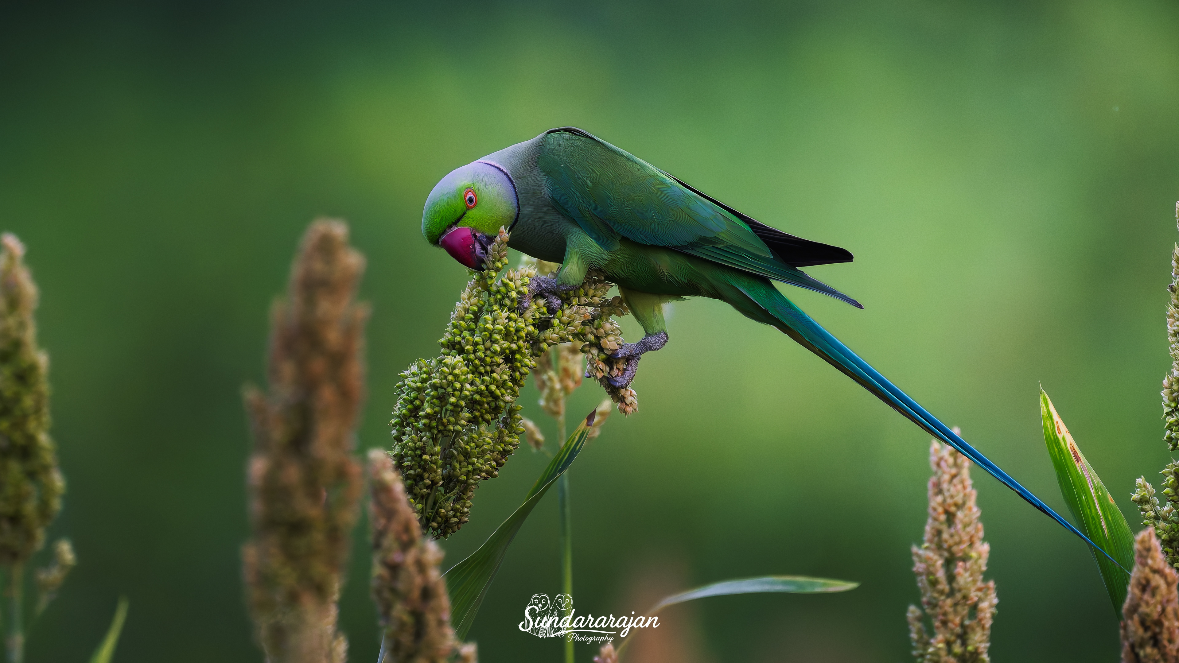 A male Rose-ringed Parakeet with a pink neck ring and long blue-green tail perches on a corn cluster in soft green evening light, feeding gently.