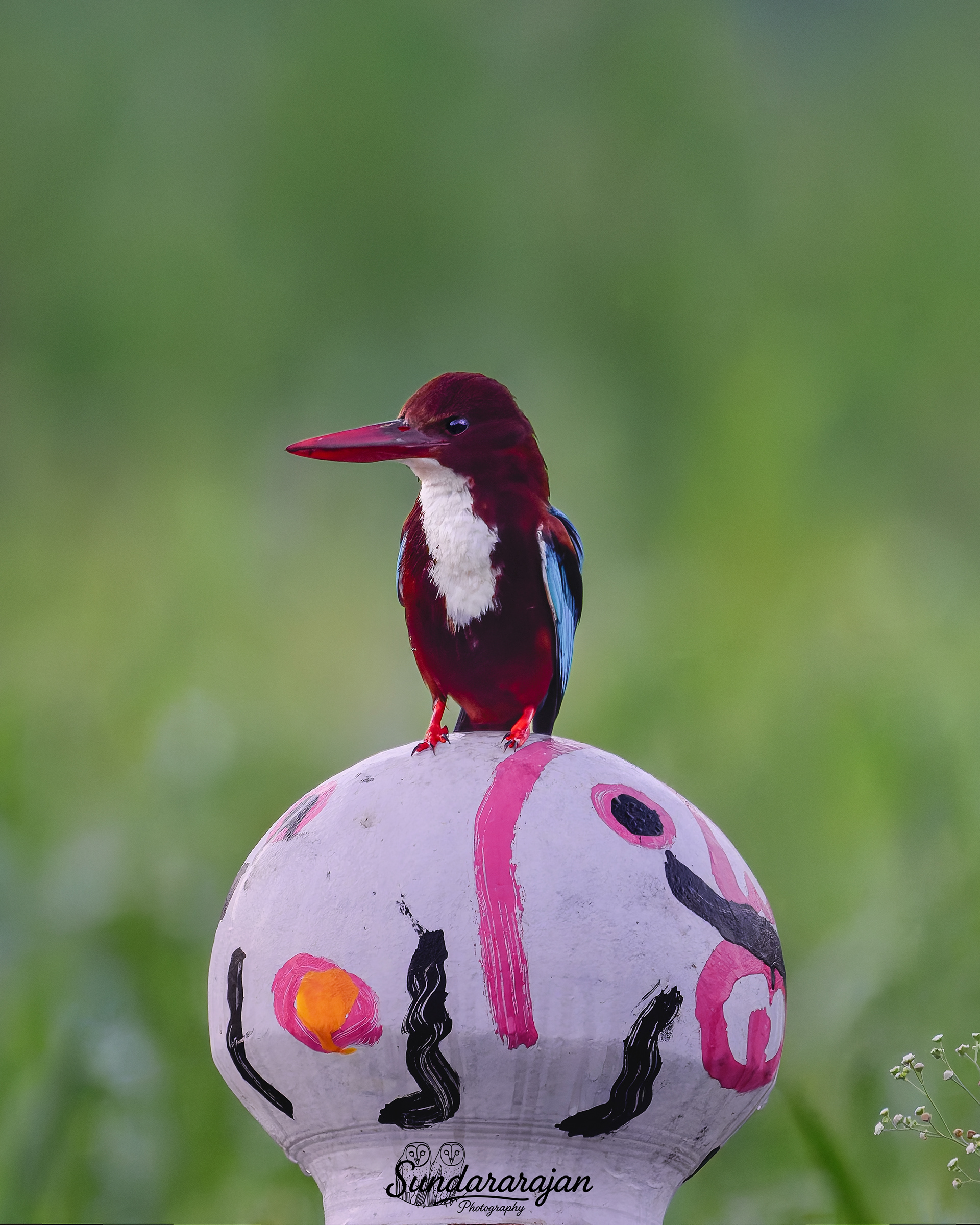 White-throated Kingfisher perched on a field pot before sunrise at Vellore; chocolate head, white throat, turquoise wings, long red bill—photographed by R N Sundara Rajan.