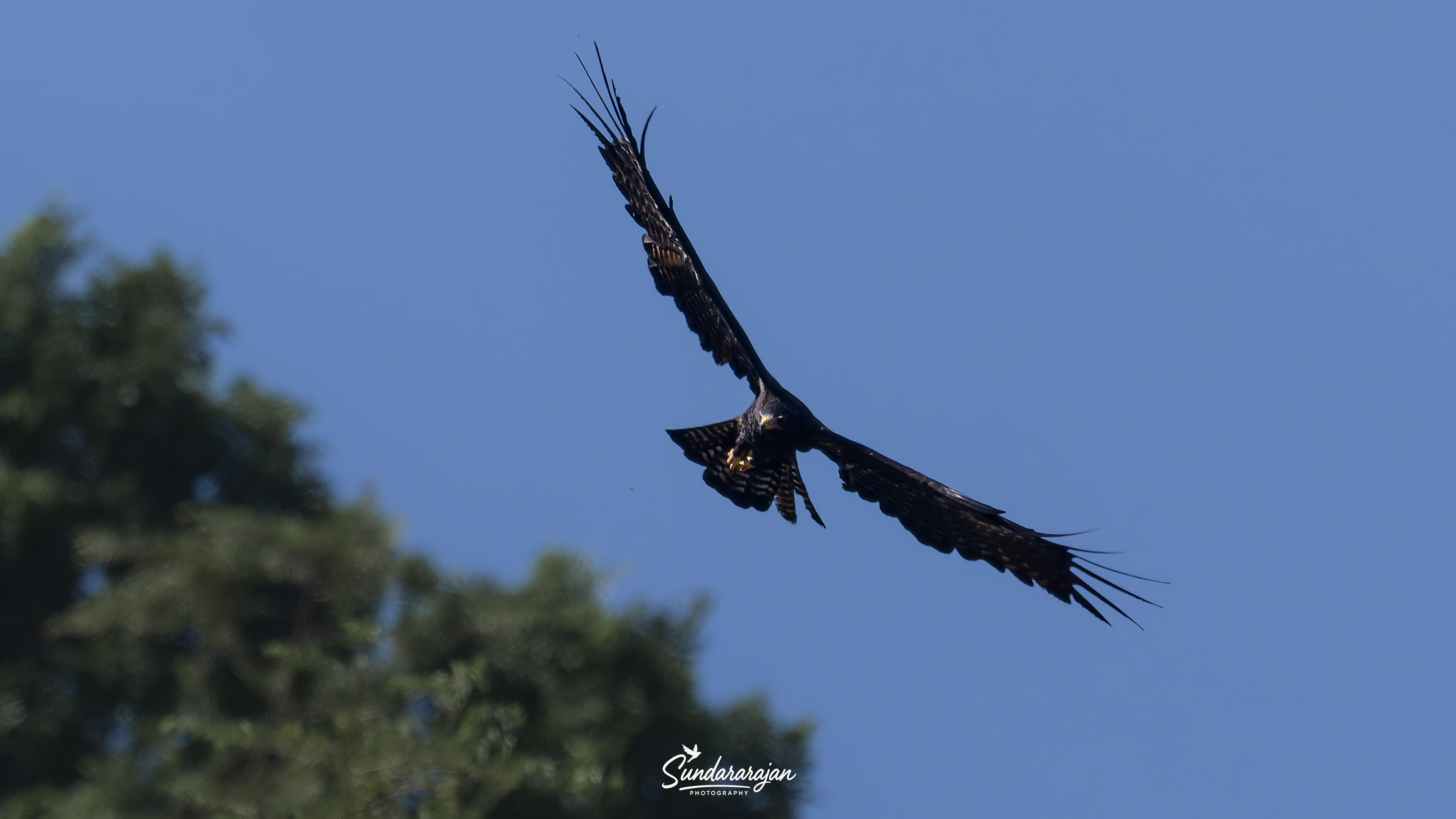 Bird & nature photograph by R N Sundara Rajan, Vellore, Tamil Nadu, India