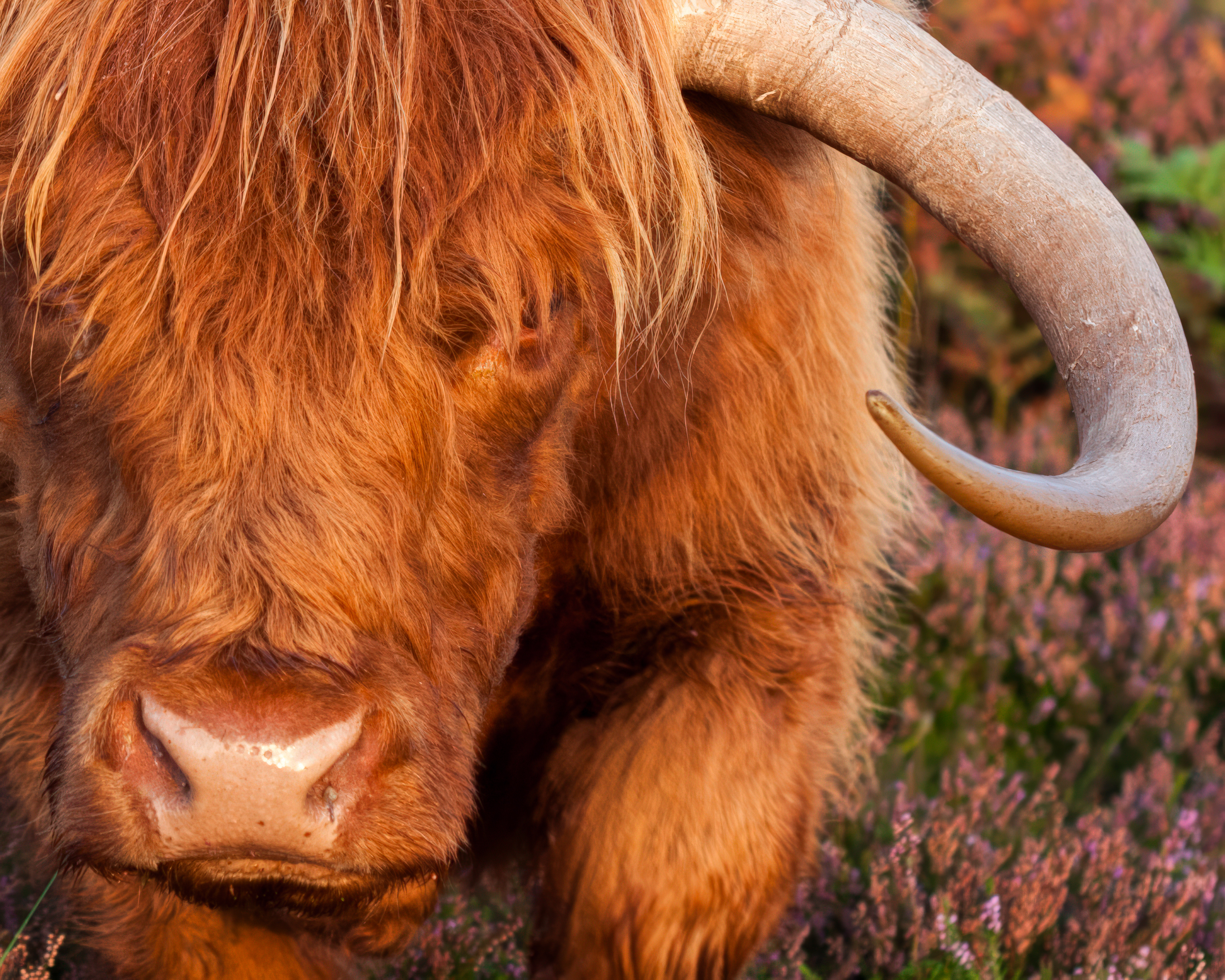 Highland Cow