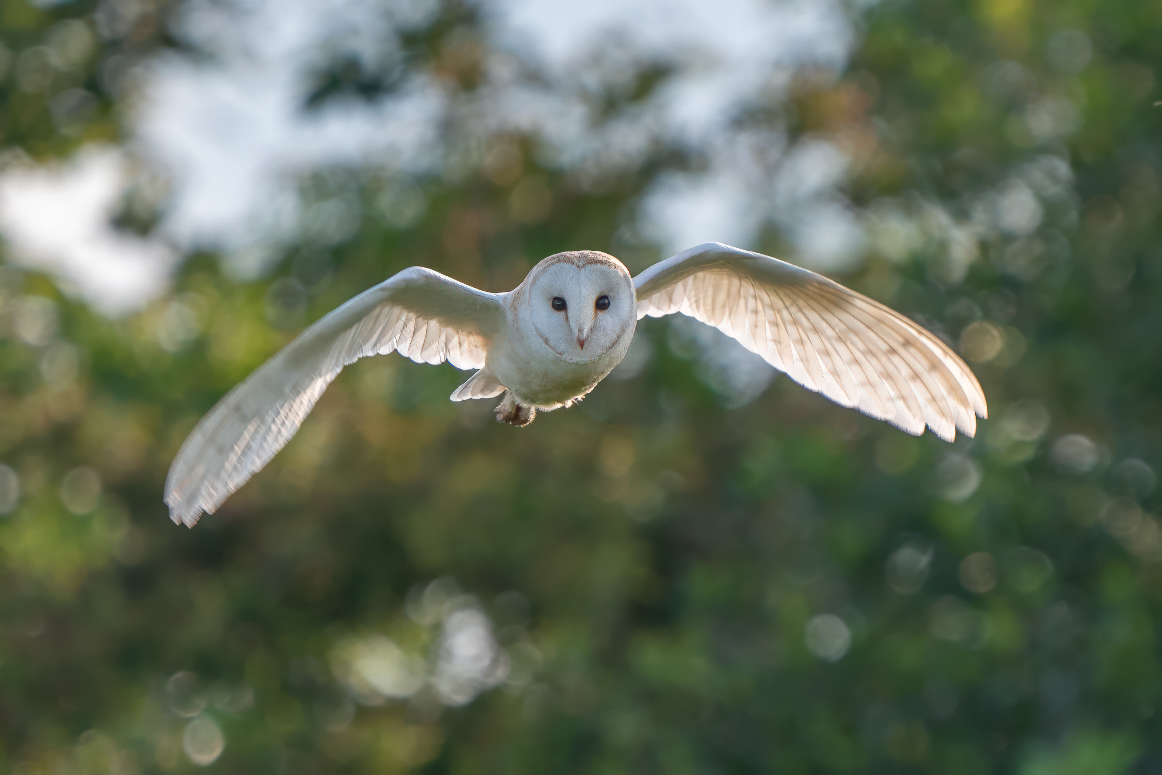 Barn Owl 04