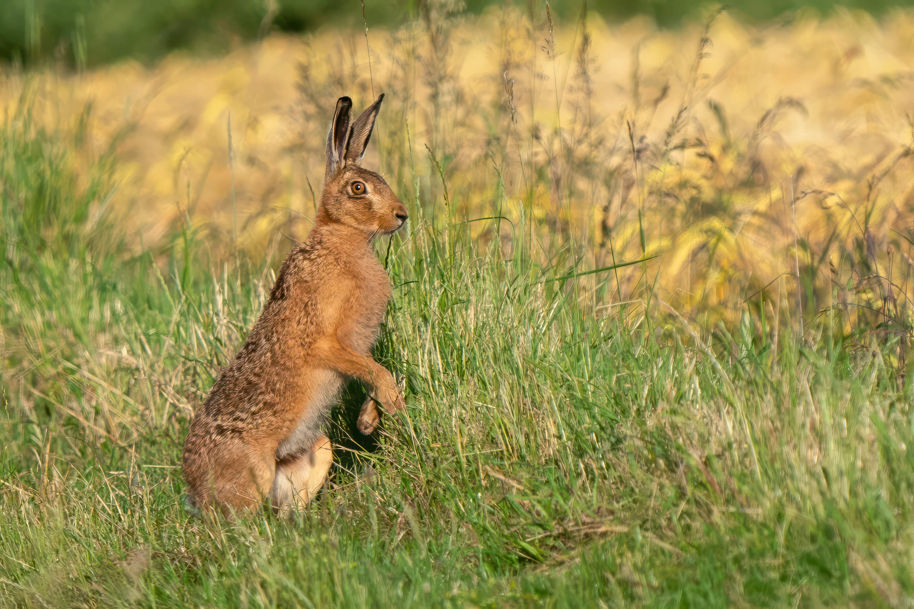 Brown Hare