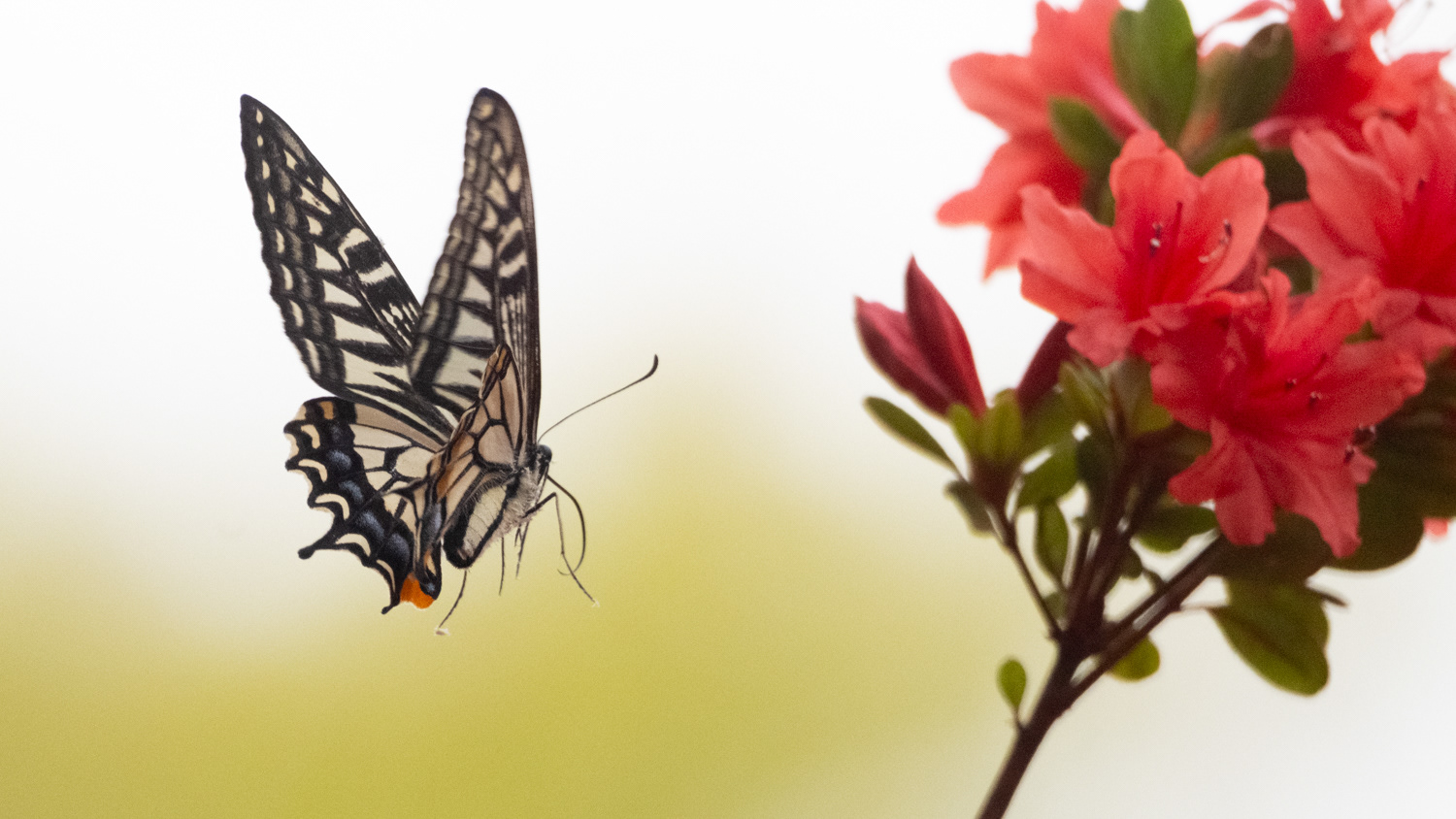 Papilii xuthus