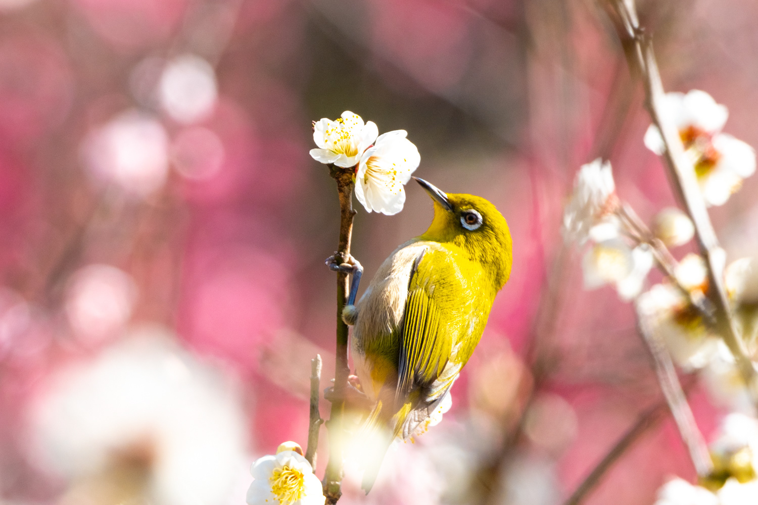 Warbling white-eye (Zosterops japonicus)